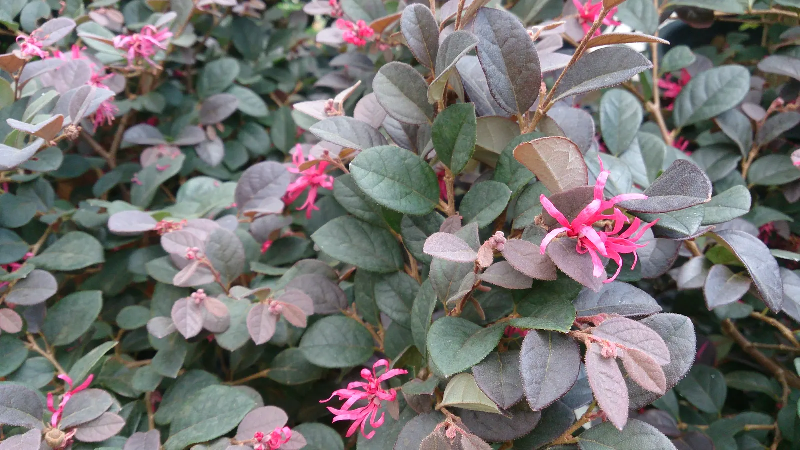 Fringe Flower (Loropetalum Chinense) — Its striking foliage can range from rich green to deep purple or burgundy; well-suited for a variety of landscape designs