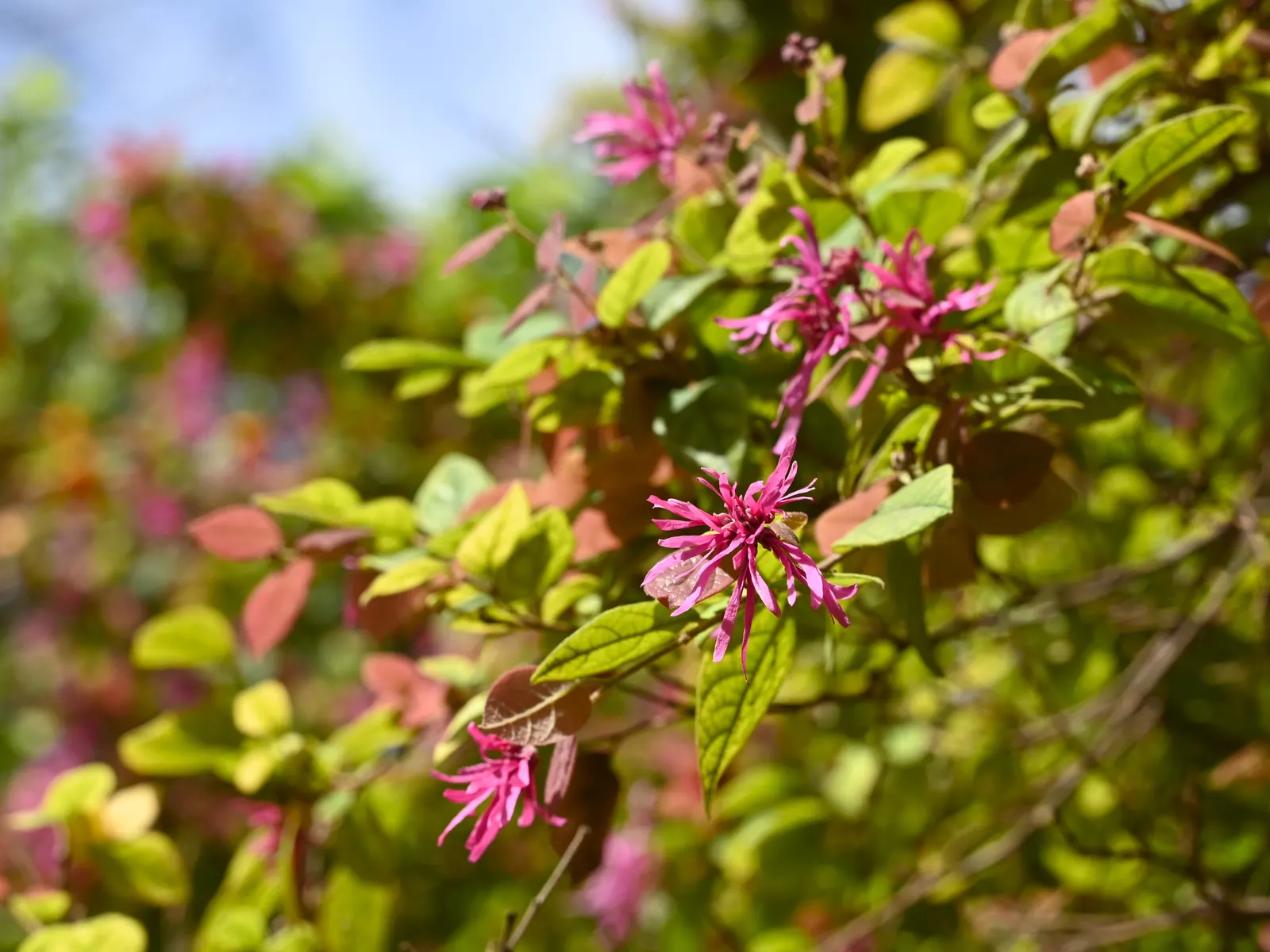 Fringe Flower (Loropetalum Chinense) — scientifically named Loropetalum chinense; white flowers in the garden