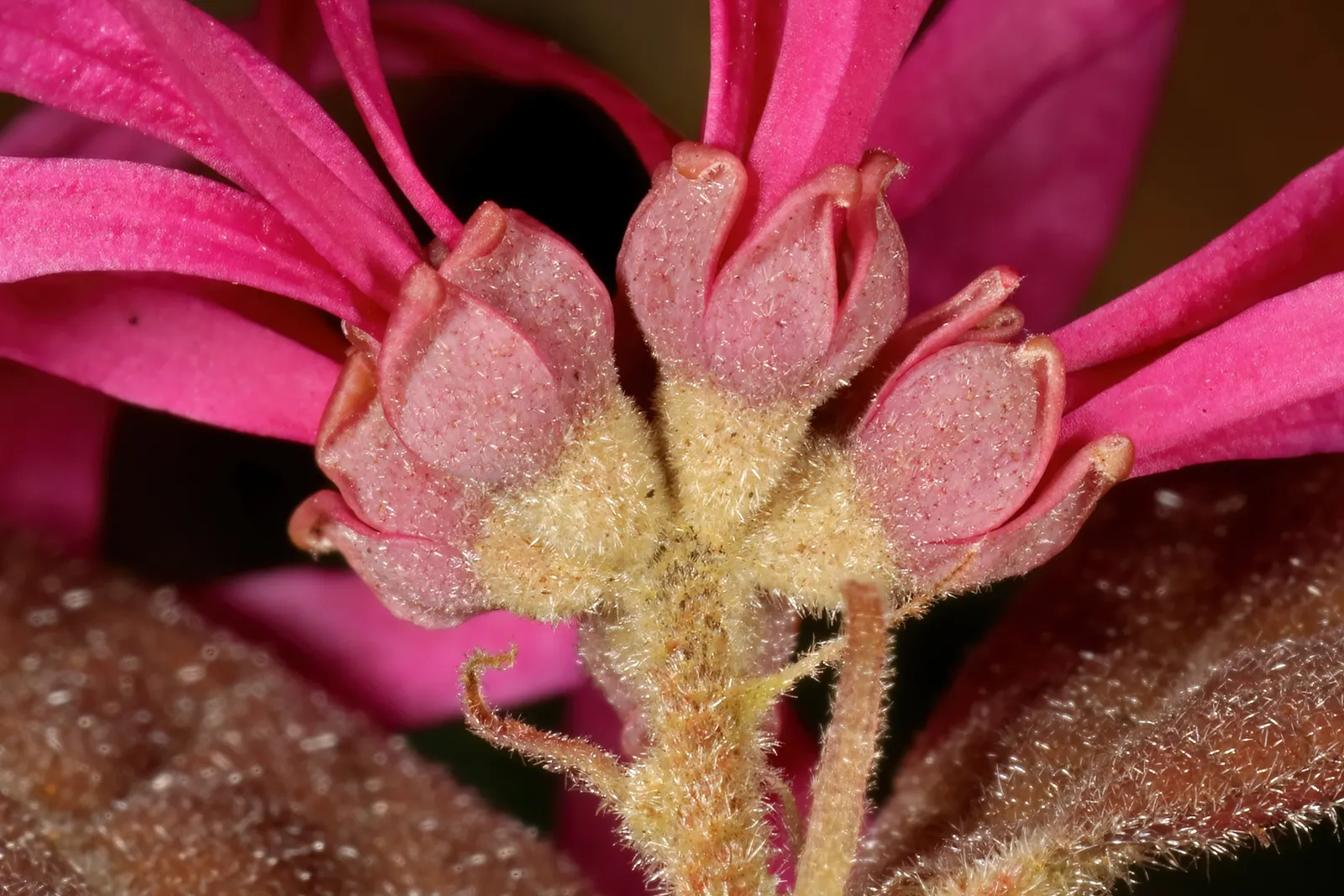 Fringe Flower (Loropetalum Chinense) — reaching 6-12 ft in height and 6-10 ft in width