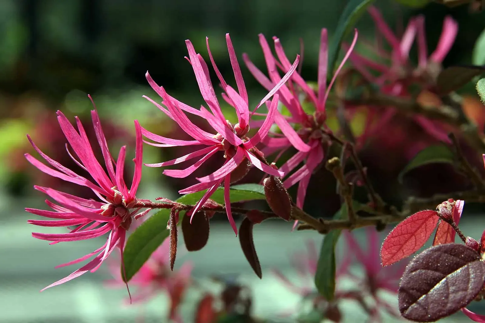 Fringe Flower (Loropetalum Chinense) — Preferring USDA Hardiness Zones 7-10, it thrives in full sun to partial shade and well-drained soil; is an, image 77