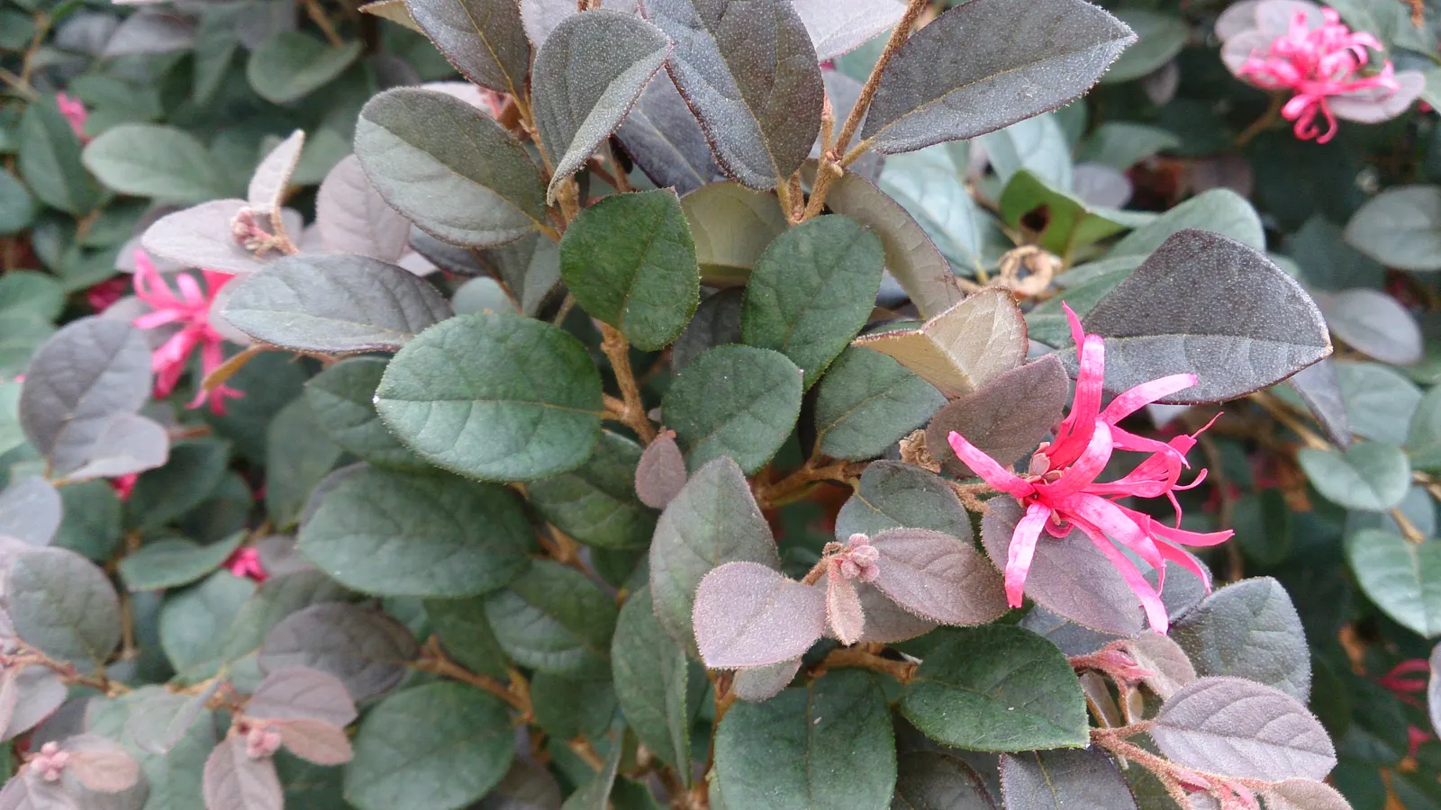 Fringe Flower (Loropetalum Chinense) — Its pink to red spider-like blooms contrast against the purple to green foliage, providing year-round, image 52