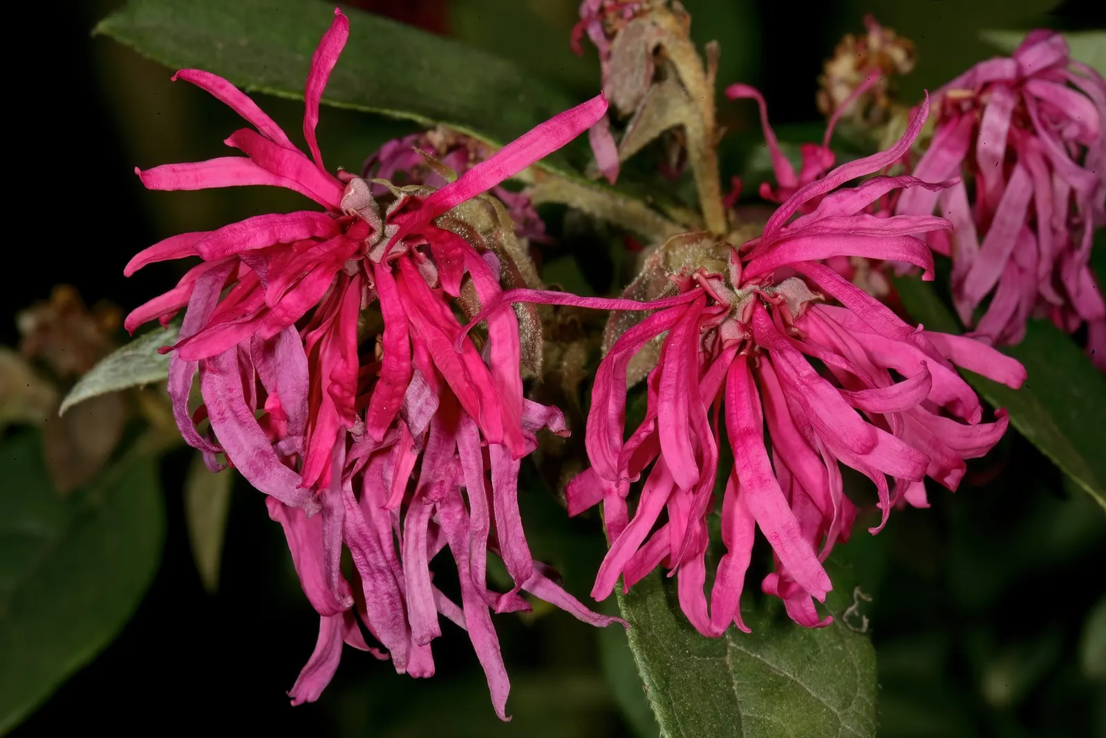 Fringe Flower (Loropetalum Chinense) — is an exquisite evergreen shrub native to the forests of Southeast Asia; preferring USDA Hardiness Zones, image 80