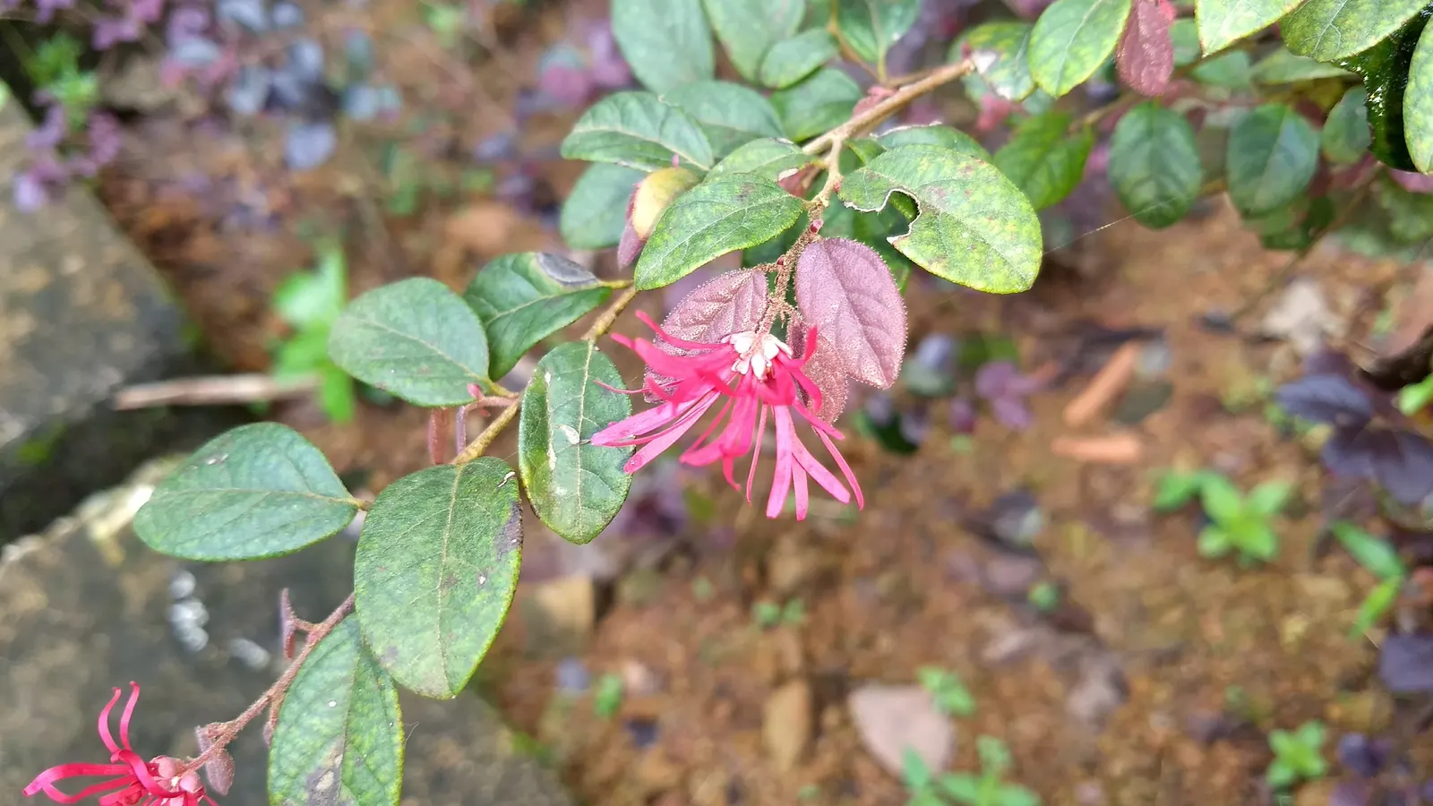 Fringe Flower (Loropetalum Chinense) — mounded form that can reach a mature height of 6 to 10 feet with a similar spread; but acidic to neutral pH is ideal for