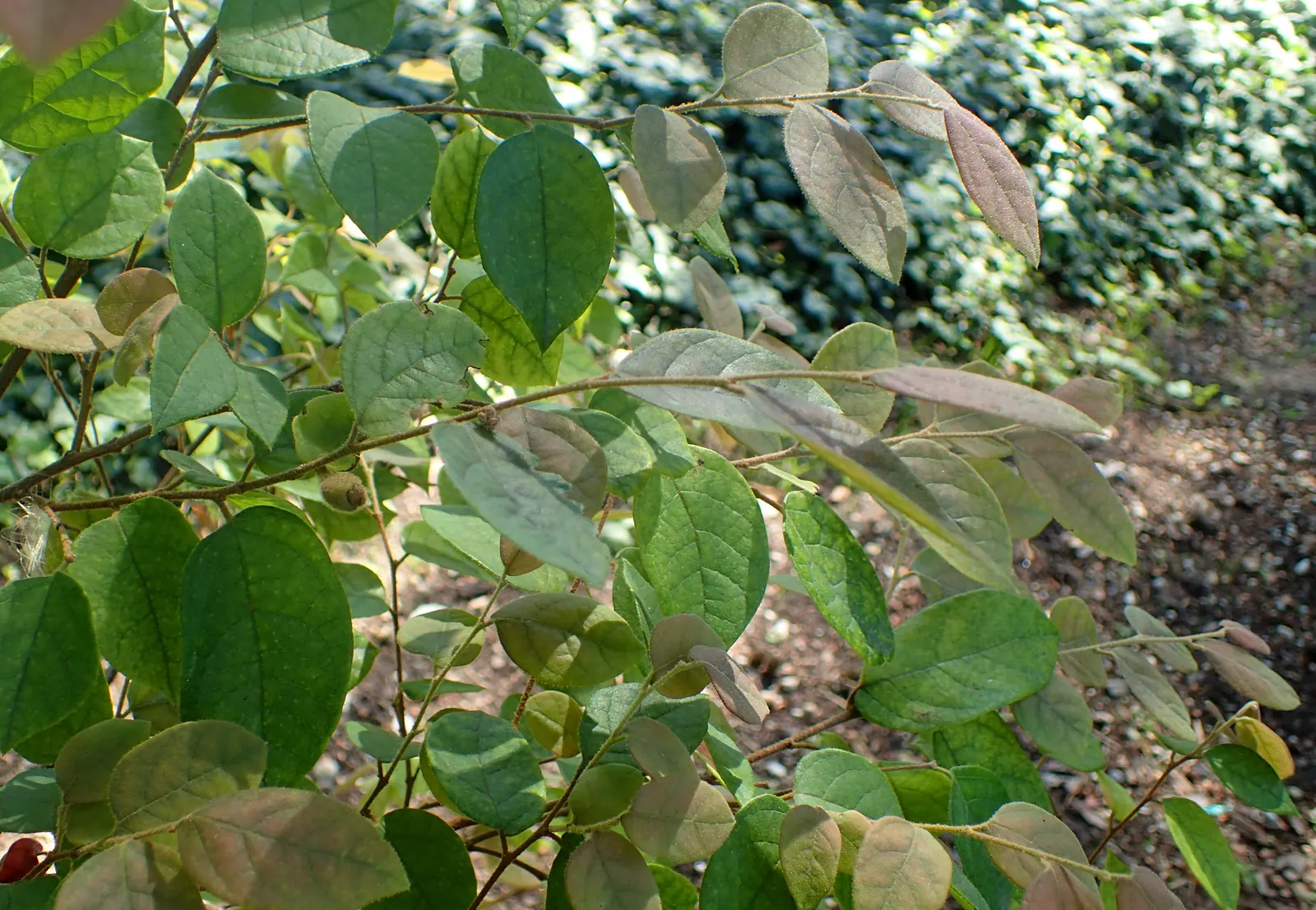 Fringe Flower (Loropetalum Chinense) — Well-suited for a variety of landscape designs