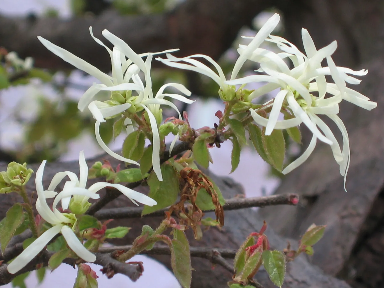 Fringe Flower (Loropetalum Chinense) — is an evergreen shrub with a mounding habit; though dwarf varieties are also available for more compact, image 74