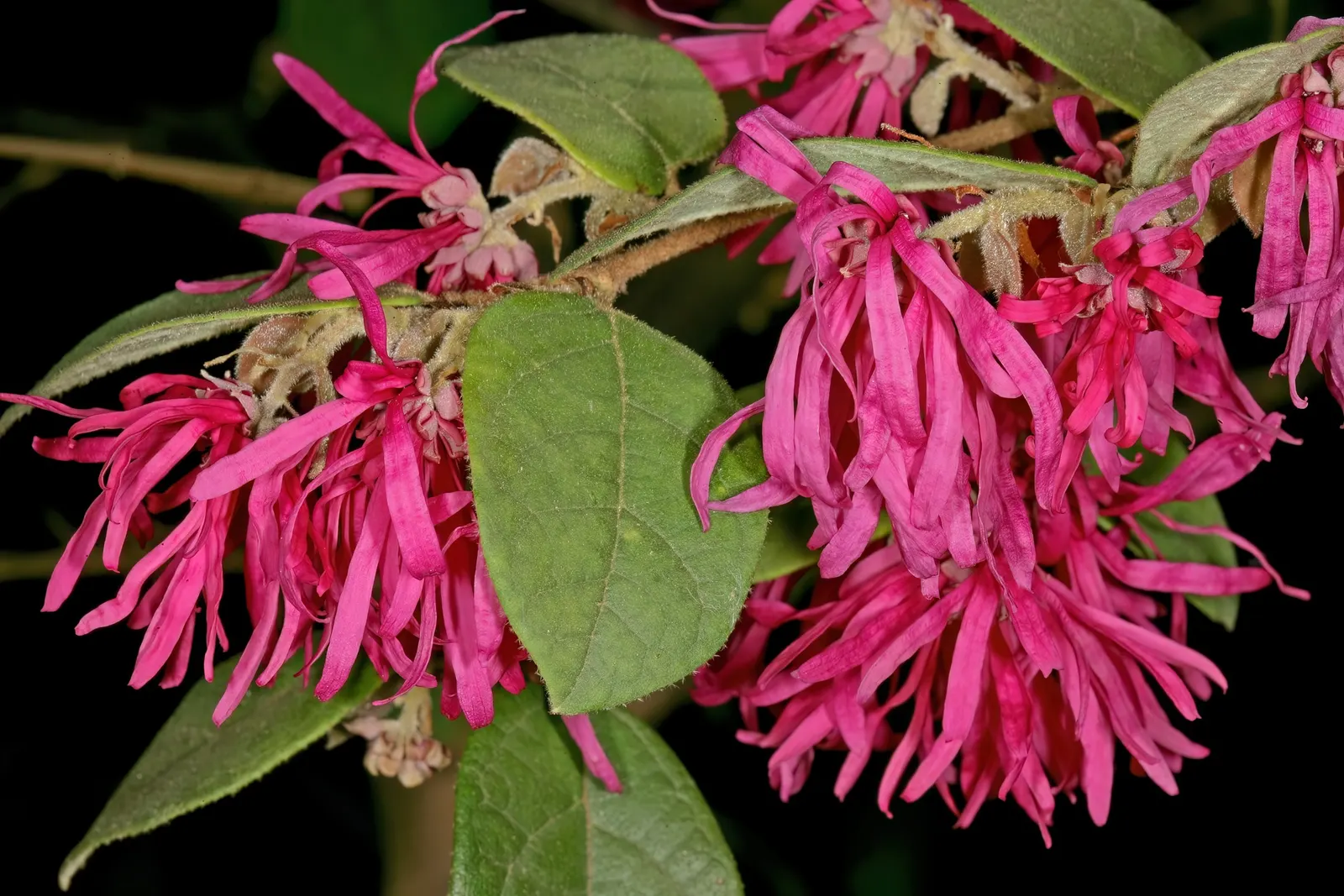 Fringe Flower (Loropetalum Chinense) — Prune lightly to maintain shape and encourage dense growth