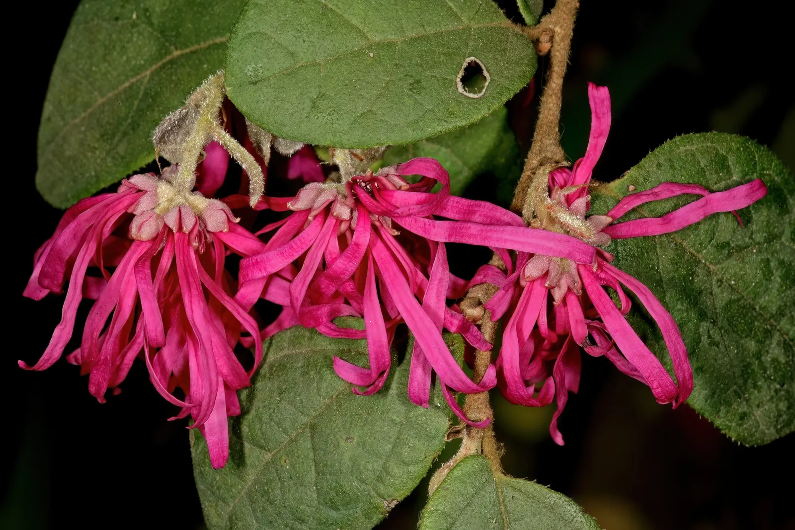 Fringe Flower (Loropetalum Chinense) — scientifically named Loropetalum chinense