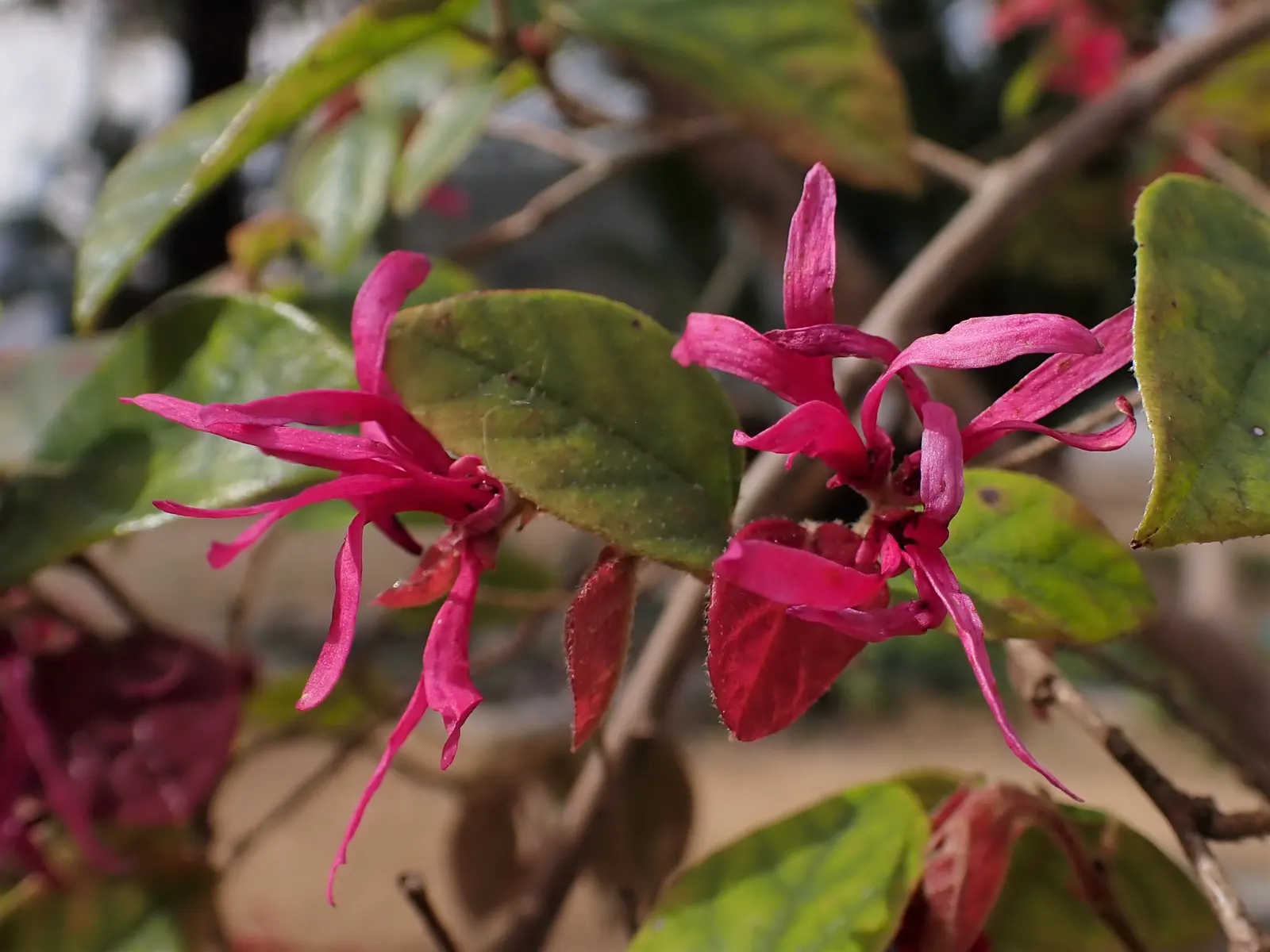 Fringe Flower (Loropetalum Chinense) — Prune lightly to maintain shape and encourage dense growth; with intermittent blooming throughout the summer, image 78