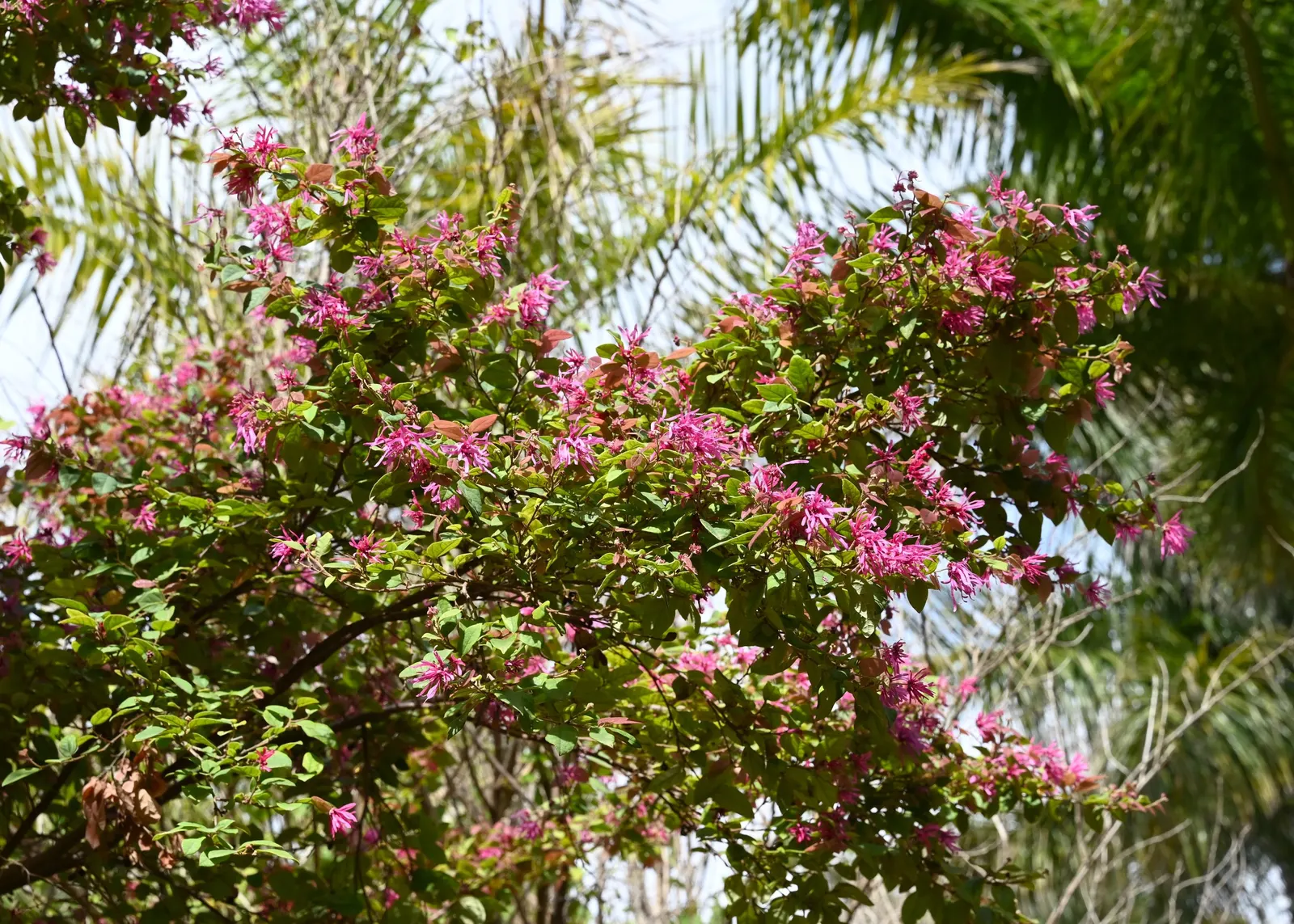 Fringe Flower (Loropetalum Chinense) — Well-suited for a variety of landscape designs; its striking foliage can range from rich green to deep purple or burgundy