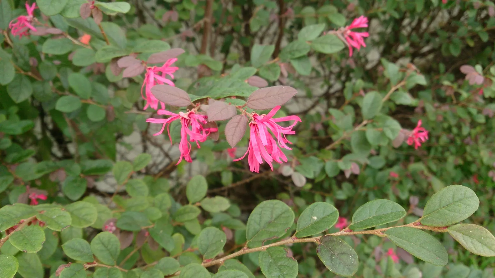 Fringe Flower (Loropetalum Chinense) — Prune lightly to maintain shape and encourage dense growth; with intermittent blooming throughout the summer, image 54