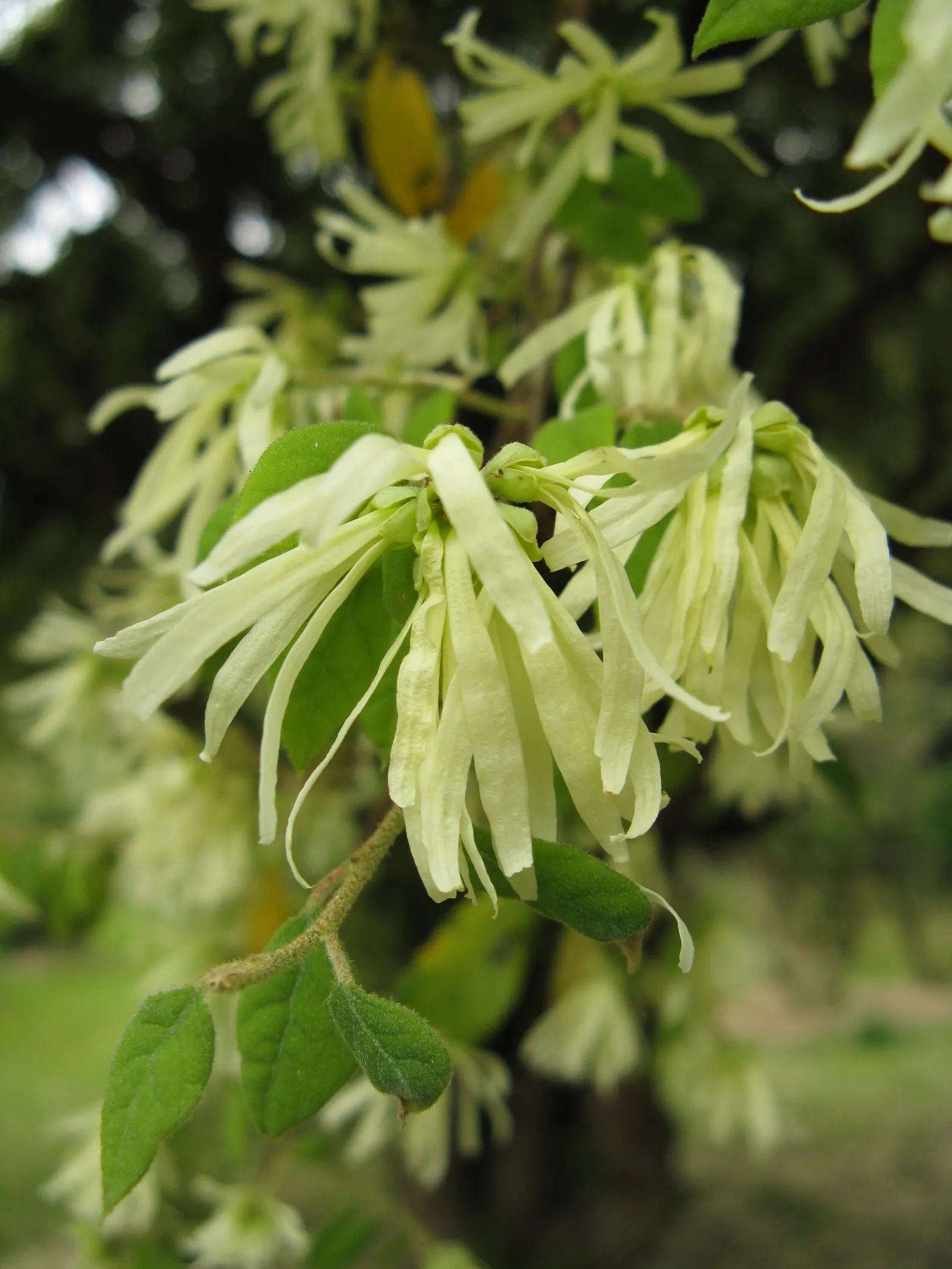 Fringe Flower (Loropetalum Chinense) — Loropetalum chinense requires well-draining soil and full to partial sunlight; the Fringe Flower is an excellent choice