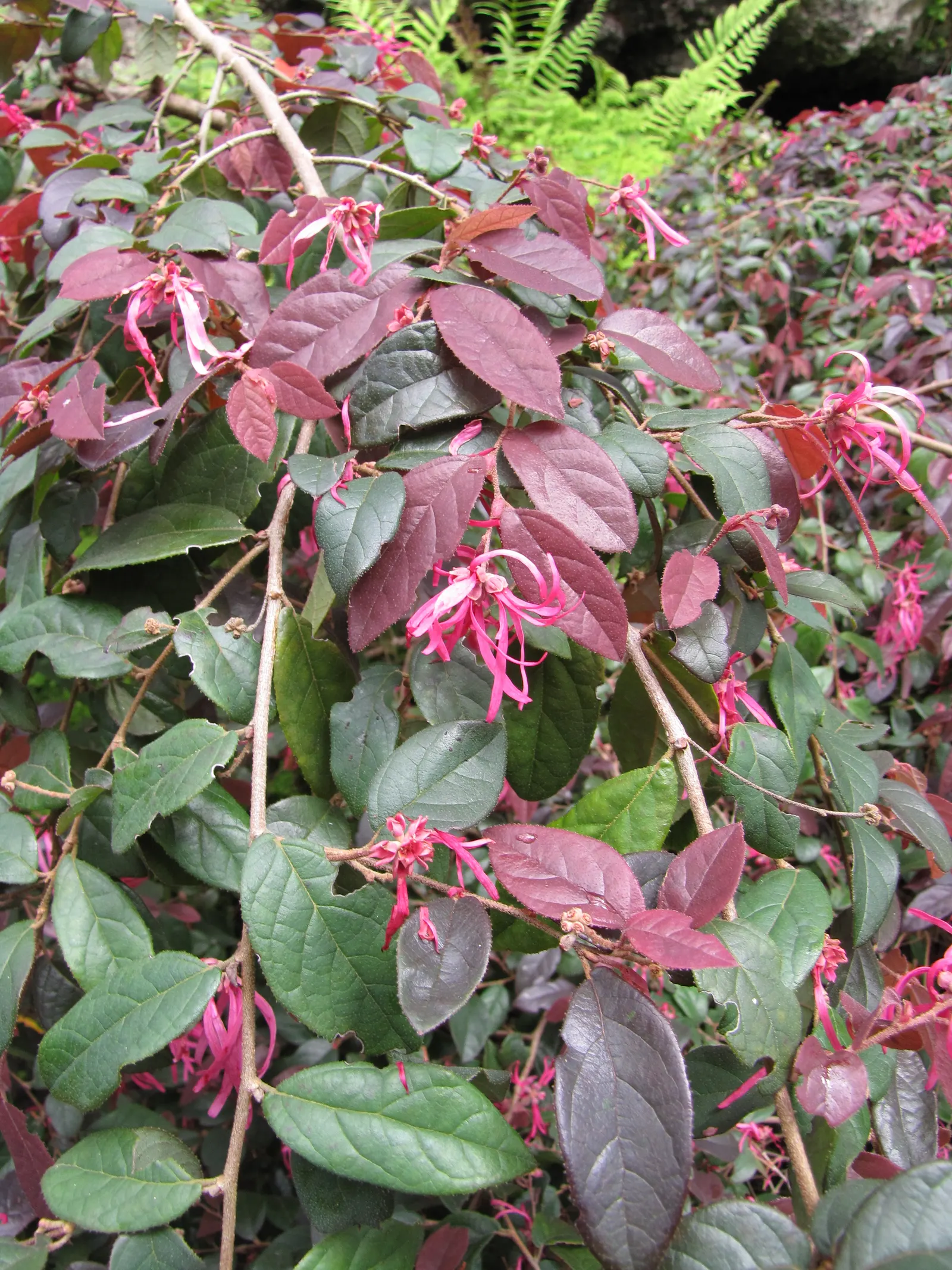Fringe Flower (Loropetalum Chinense) — Its pink to red spider-like blooms contrast against the purple to green foliage, providing year-round interest