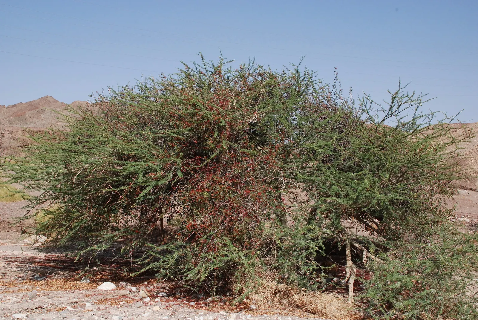 Fringe Flower (Loropetalum Chinense) — but acidic to neutral pH is ideal for vibrant leaf coloration; mounded form that can reach a mature height, image 67
