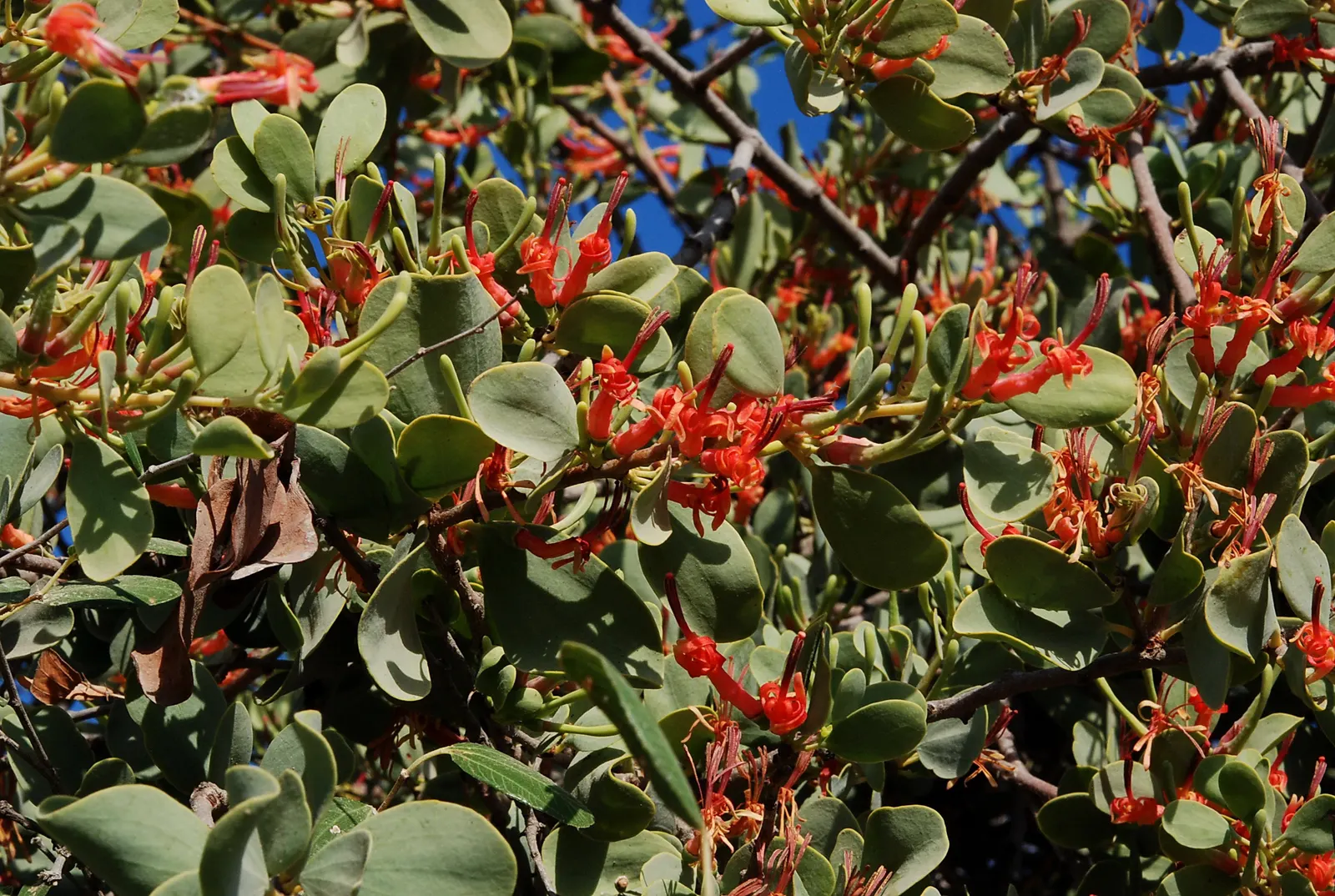 Fringe Flower (Loropetalum Chinense) — shrub with white blooms; ribbon-like blooms which appear in abundance during the spring