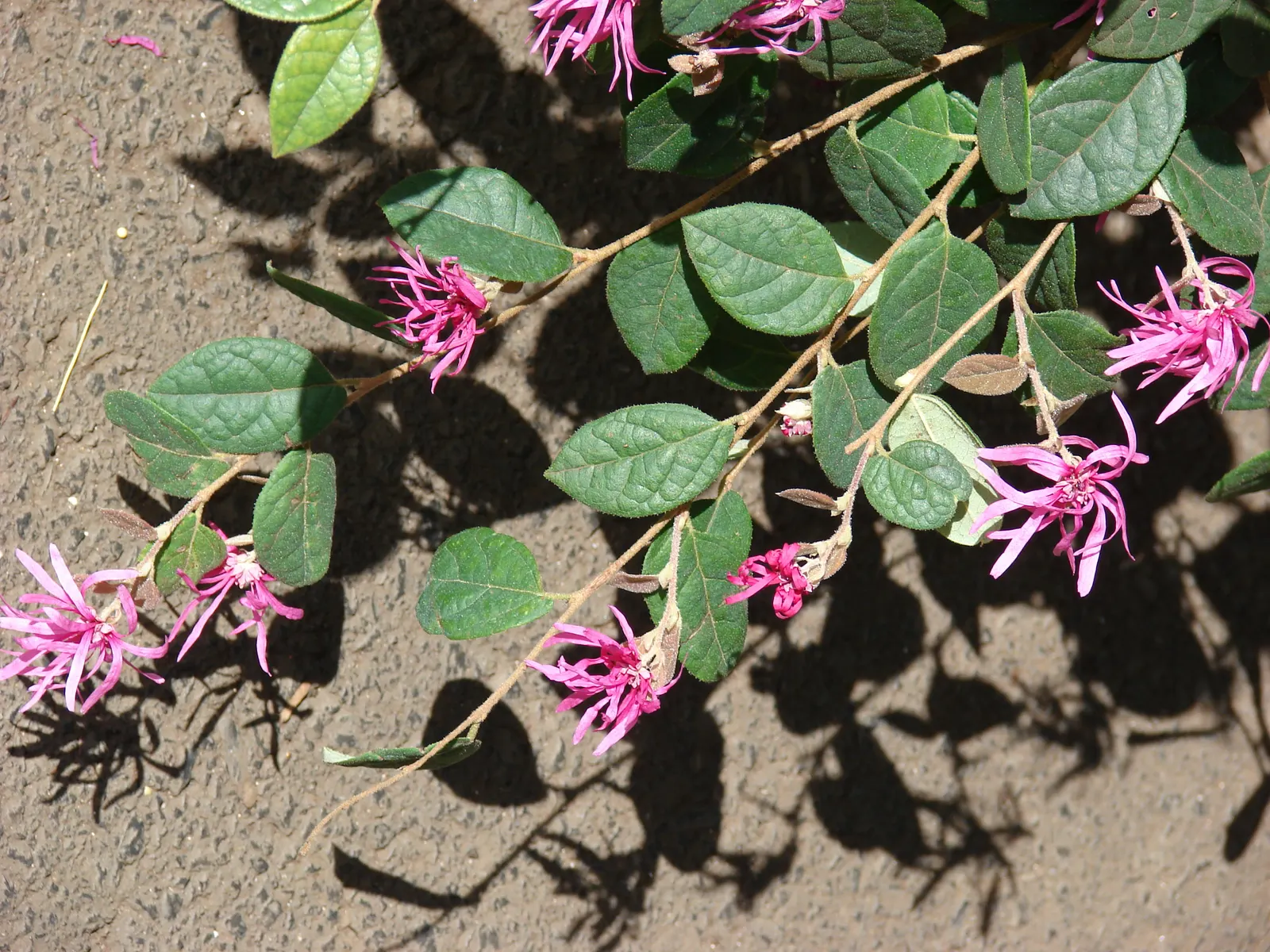 Fringe Flower (Loropetalum Chinense) — commonly called the Fringe Flower; its pink to red spider-like blooms contrast against the purple to green foliage