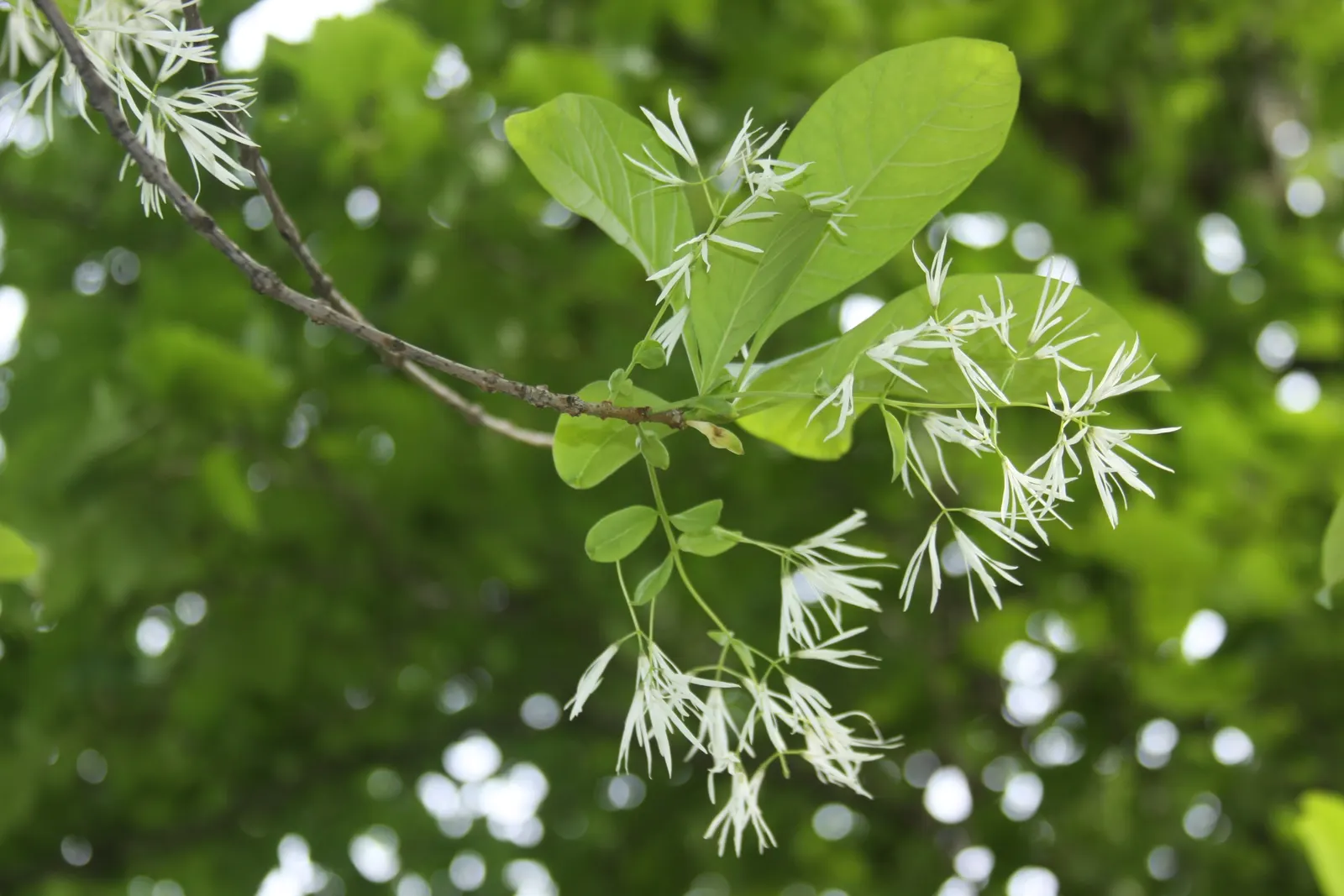 Fringe Flower (Loropetalum Chinense) — scientifically named Loropetalum chinense; white flowers in the garden, image 55