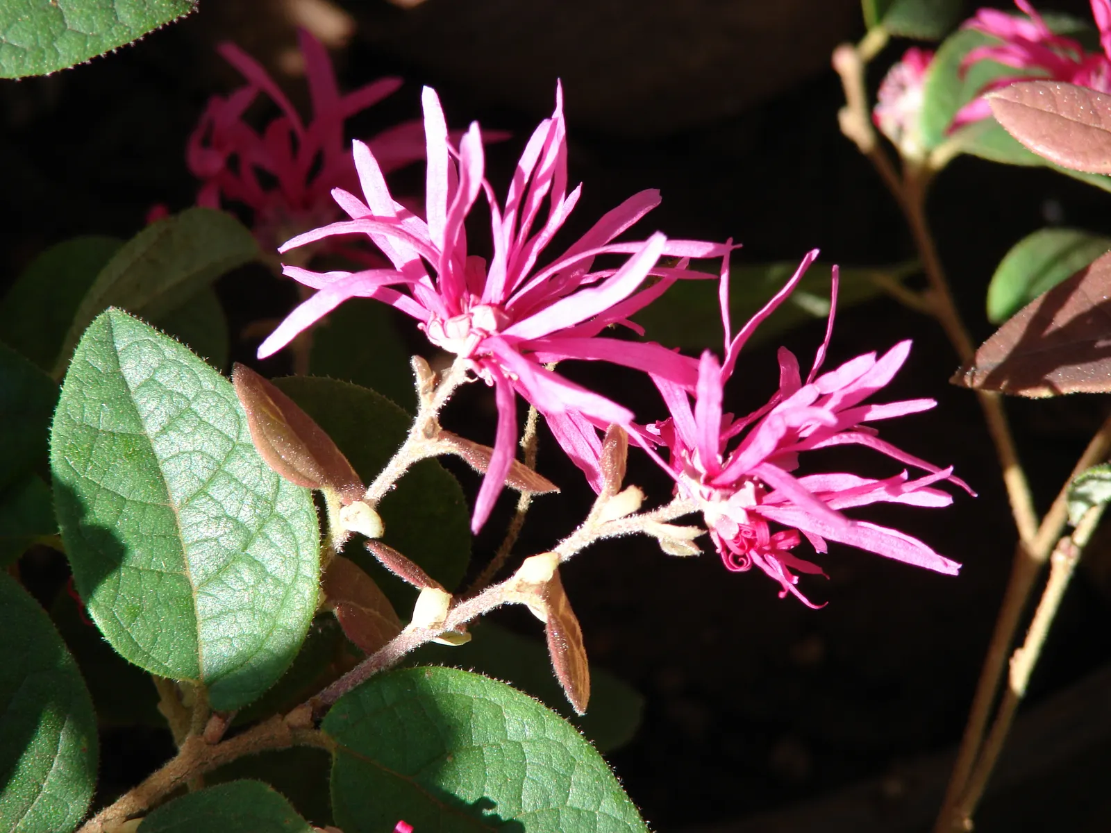 Fringe Flower (Loropetalum Chinense) — shrub for full or half; or as a stand-alone focal point in a varied garden composition