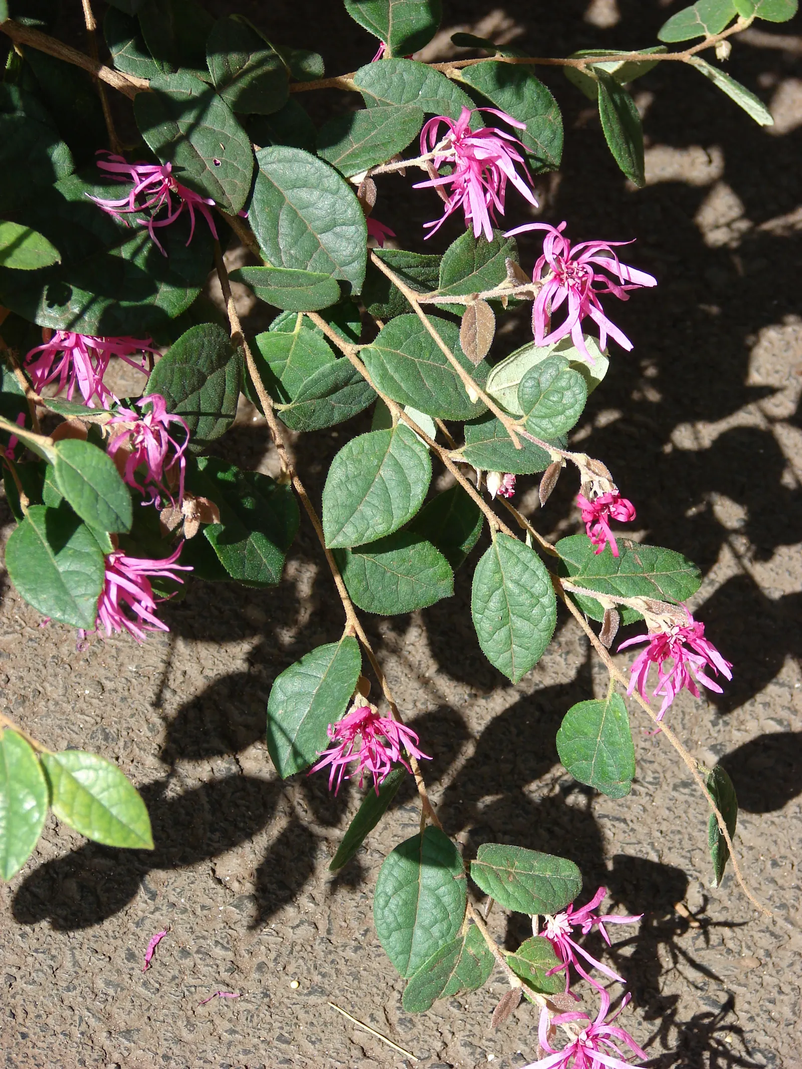 Fringe Flower (Loropetalum Chinense) — shrub with white blooms