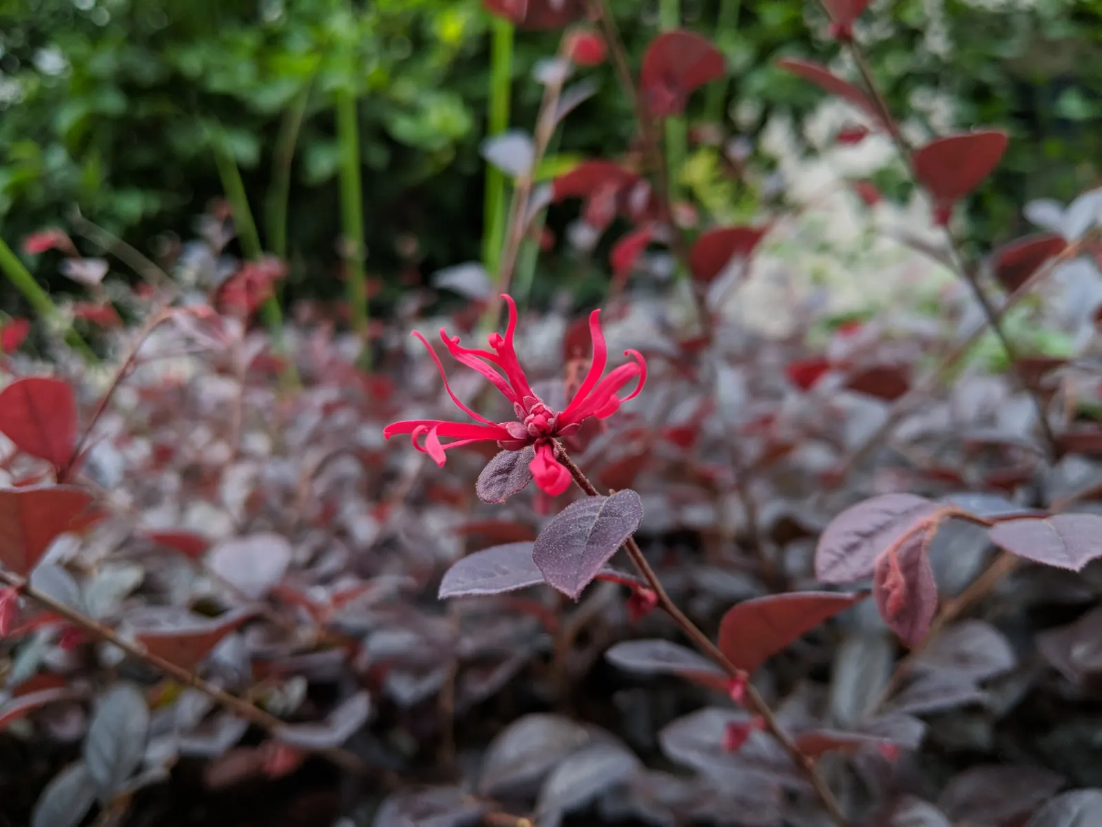Fringe Flower (Loropetalum Chinense) — shrub with white blooms; ribbon-like blooms which appear in abundance during the spring, image 71