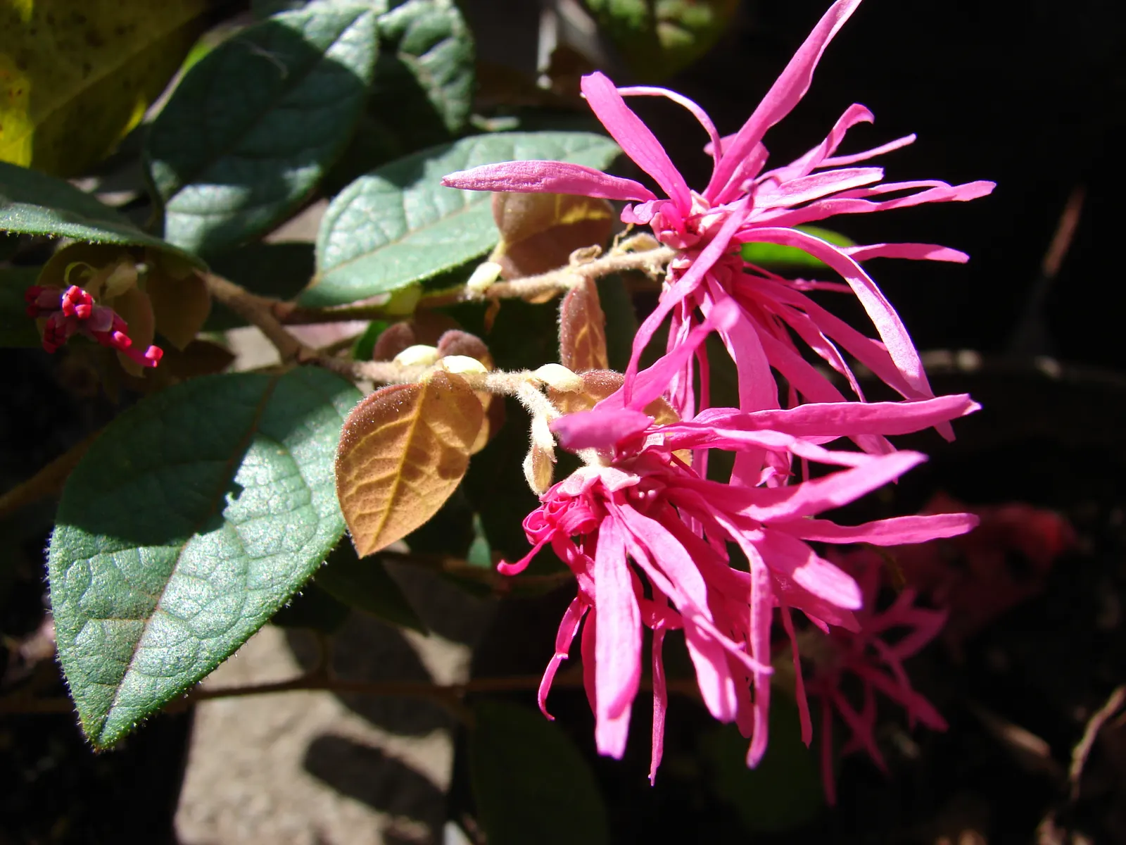 Fringe Flower (Loropetalum Chinense) — is an evergreen shrub with a mounding habit; though dwarf varieties are also available for more compact spaces