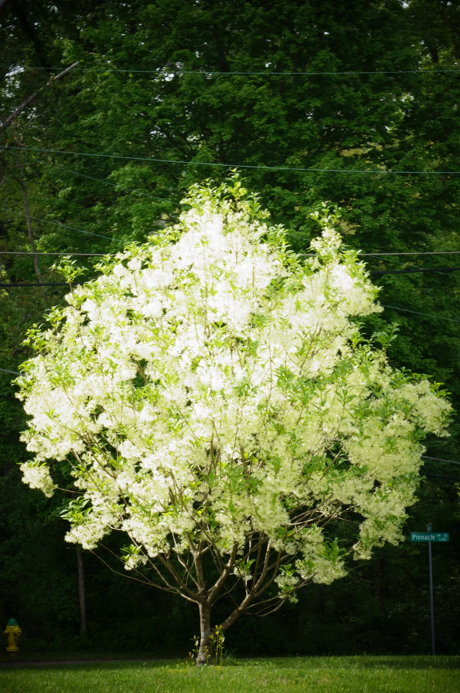 Fringe Flower (Loropetalum Chinense) — with intermittent blooming throughout the summer and fall; prune lightly to maintain shape and encourage, image 63