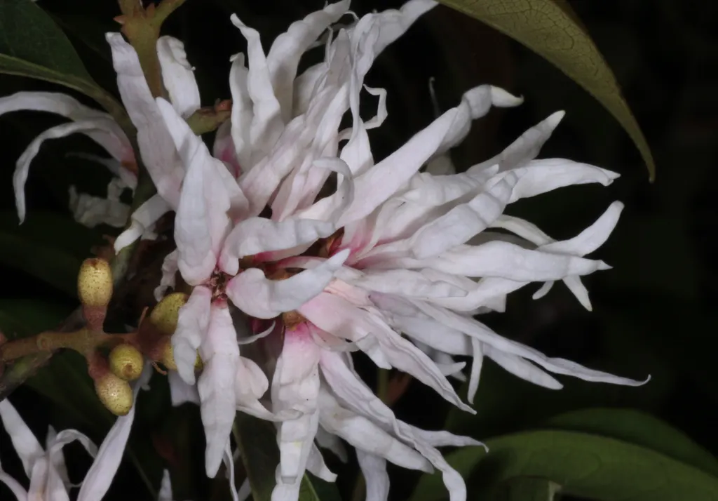Fringe Flower (Loropetalum Chinense) — white flowers in the garden; scientifically named Loropetalum chinense, image 70