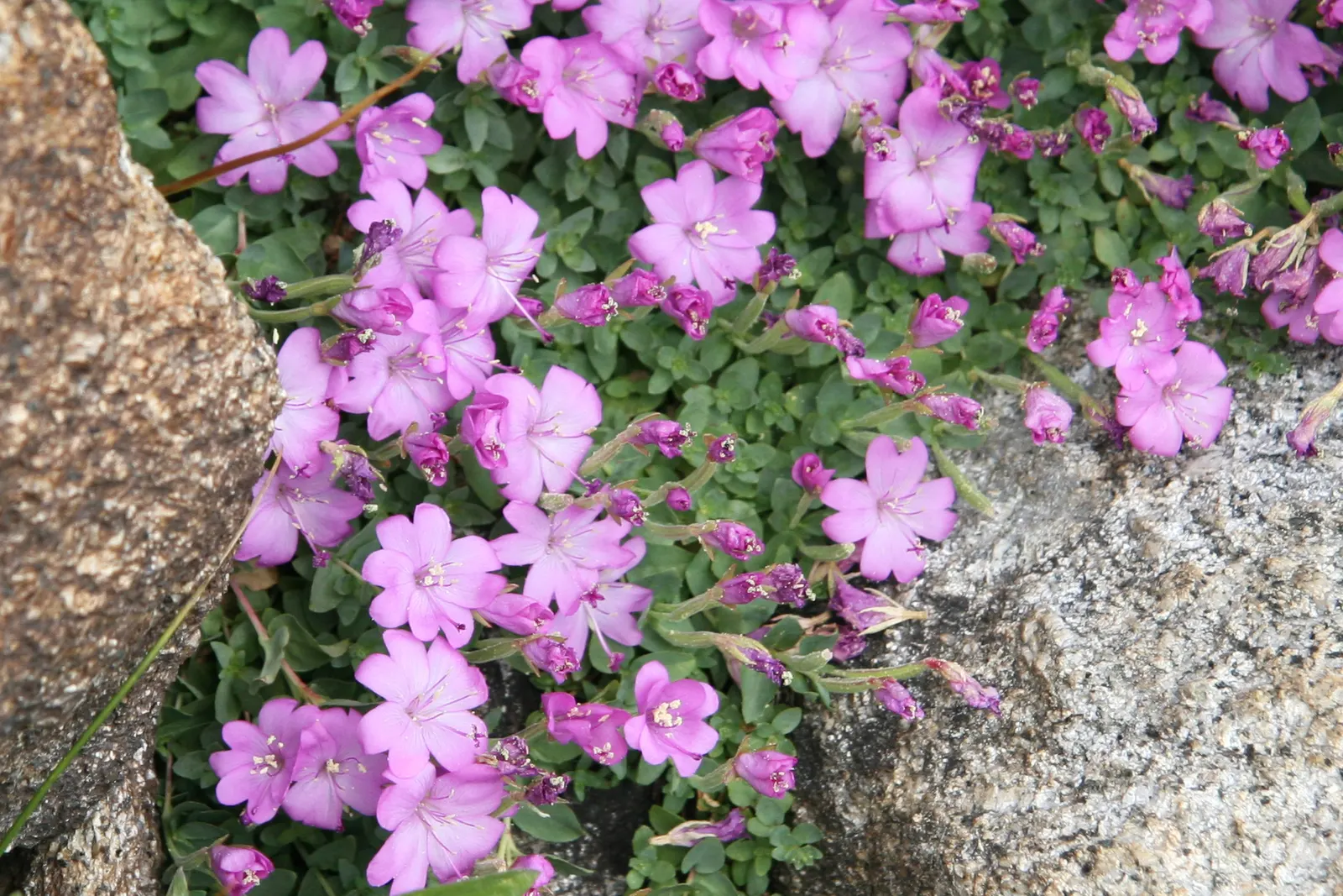 Fringe Flower (Loropetalum Chinense) — commonly called the Fringe Flower; its pink to red spider-like blooms contrast against the purple to green, image 73