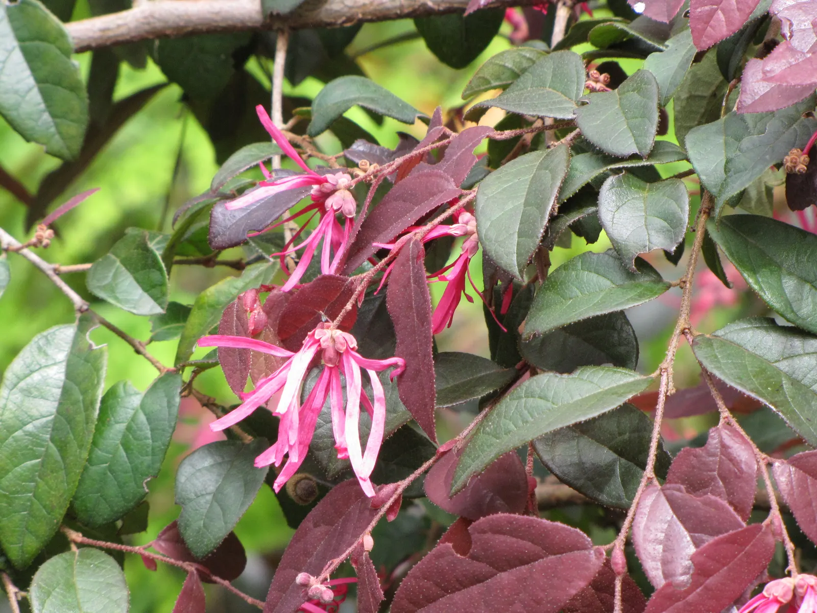 Fringe Flower (Loropetalum Chinense) — commonly called the Fringe Flower; its pink to red spider-like blooms contrast against the purple to green, image 49