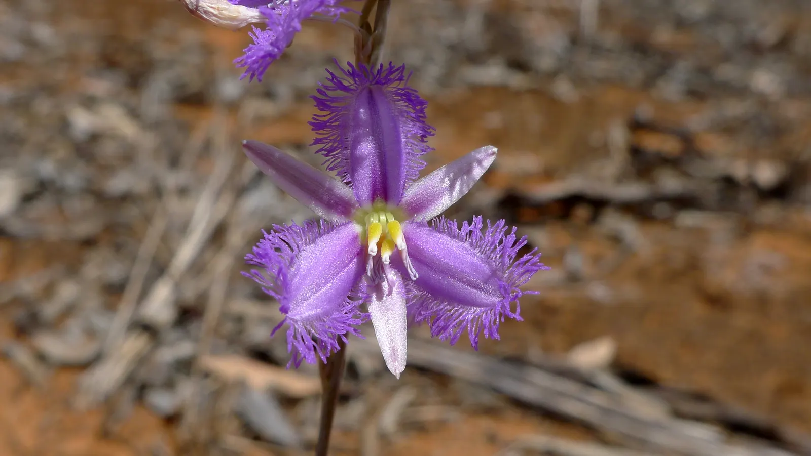Fringe Flower (Loropetalum Chinense) — depending on the cultivar; the flowers typically exhibit hues of pink, magenta, or white, creating a vibrant, image 61