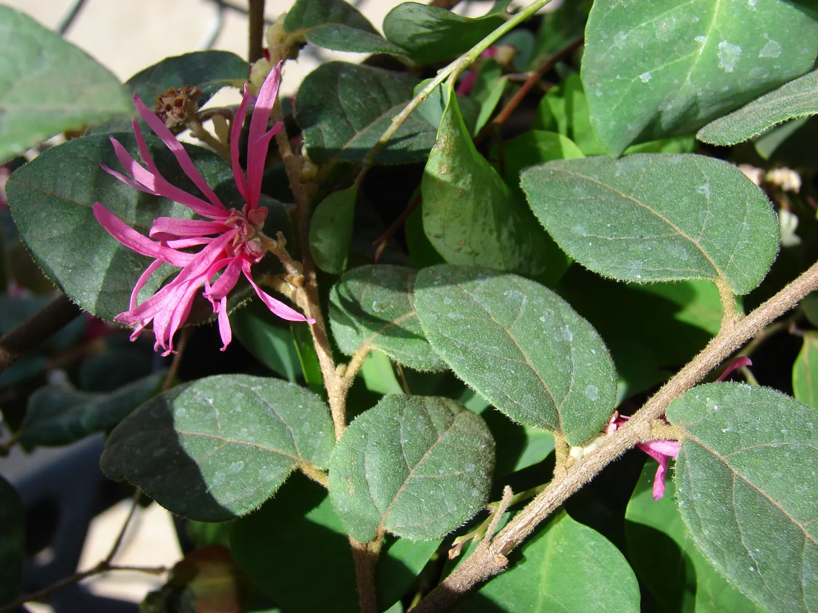 Fringe Flower (Loropetalum Chinense) — is an evergreen shrub with a mounding habit; though dwarf varieties are also available for more compact, image 50