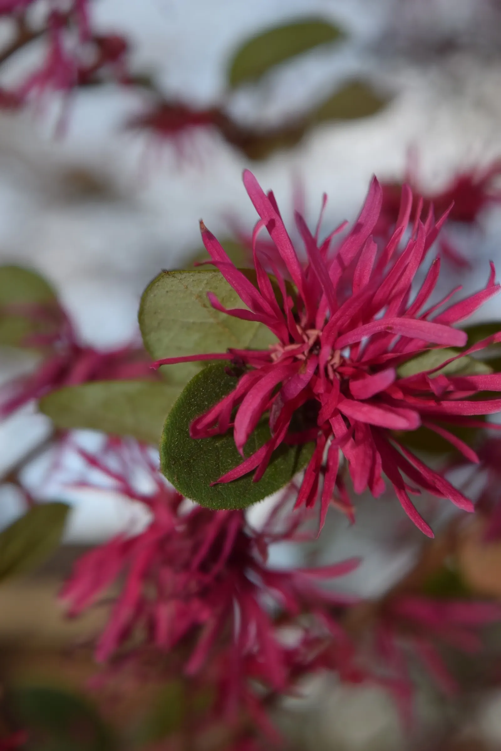 Fringe Flower (Loropetalum Chinense) — scientifically named Loropetalum chinense; white flowers in the garden, image 79