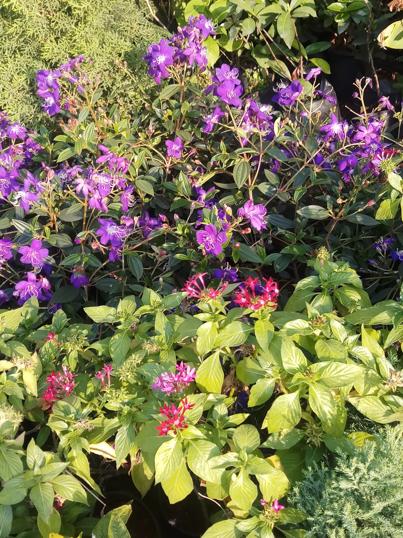 Fringe Flower (Loropetalum Chinense) — reaching 6-12 ft in height and 6-10 ft in width; this plant performs well in hardiness zones 7 through 10, image 51