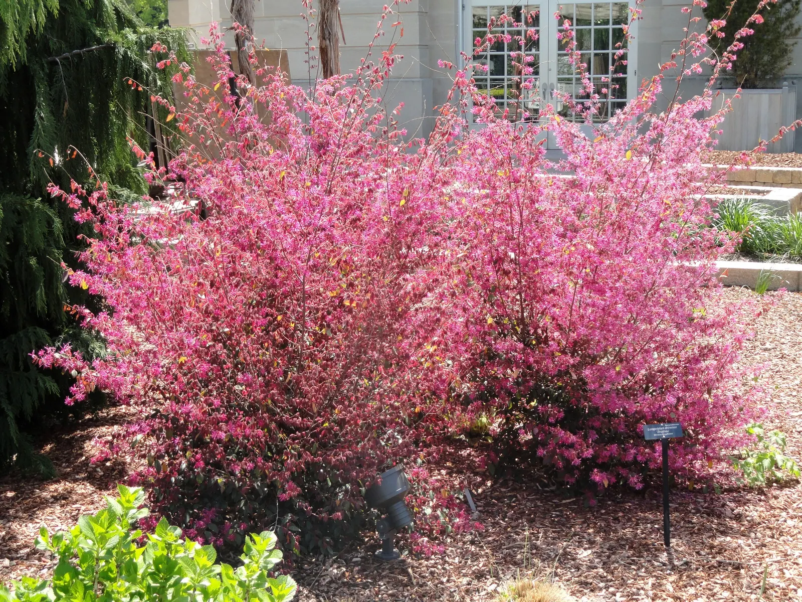 Fringe Flower (Loropetalum Chinense) — reaching 6-12 ft in height and 6-10 ft in width; this plant performs well in hardiness zones 7 through 10, image 75