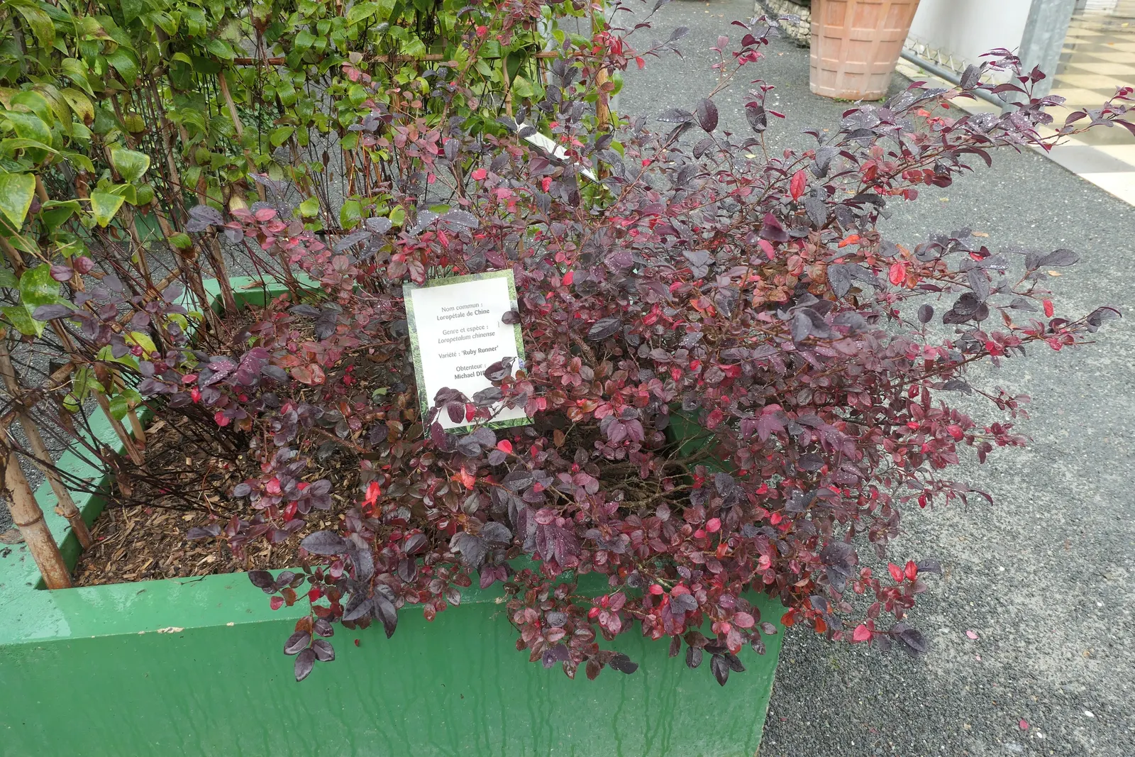 Fringe Flower (Loropetalum Chinense) — depending on the cultivar