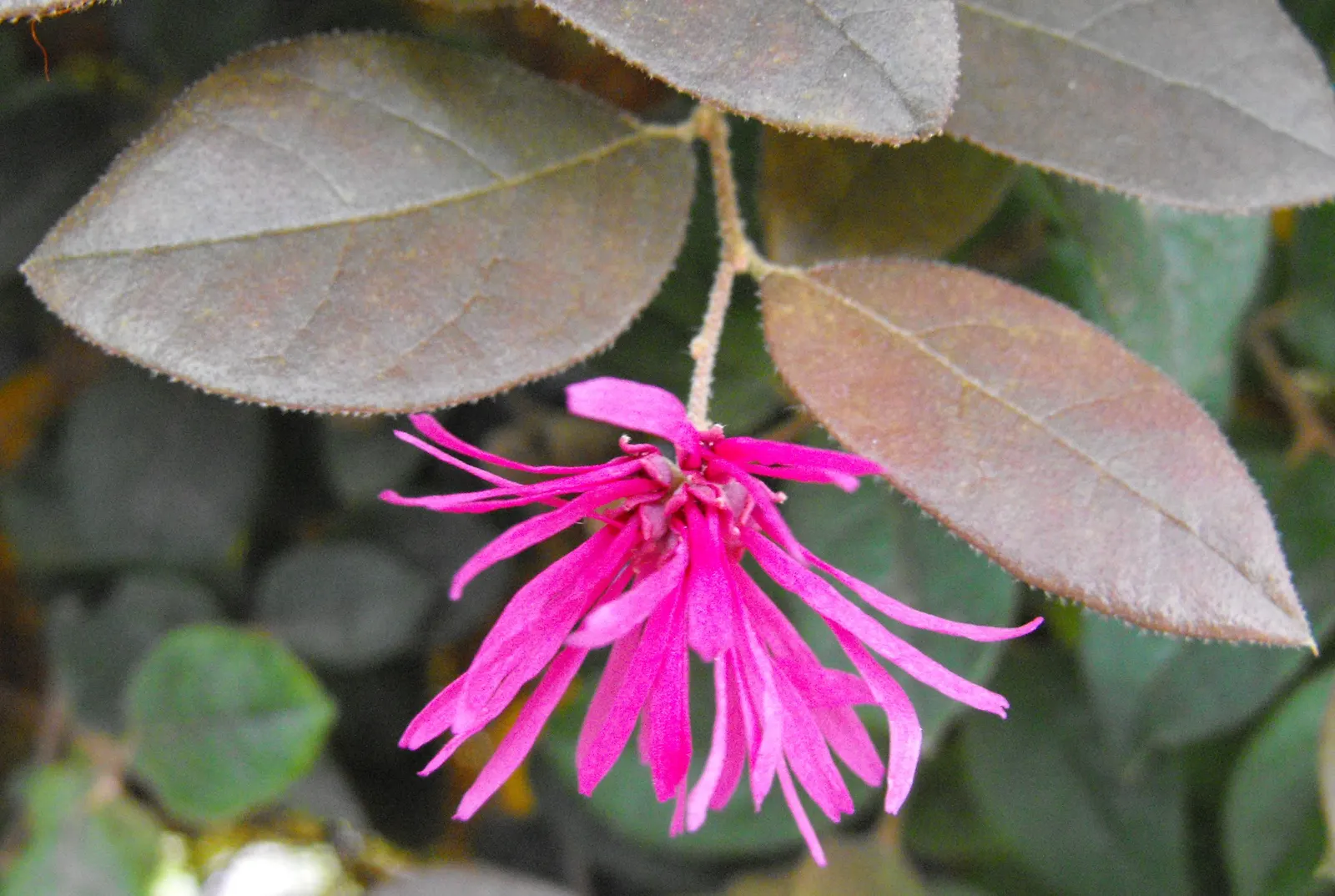 Fringe Flower (Loropetalum Chinense) — The flowers typically exhibit hues of pink, magenta, or white, creating a vibrant contrast against the foliage