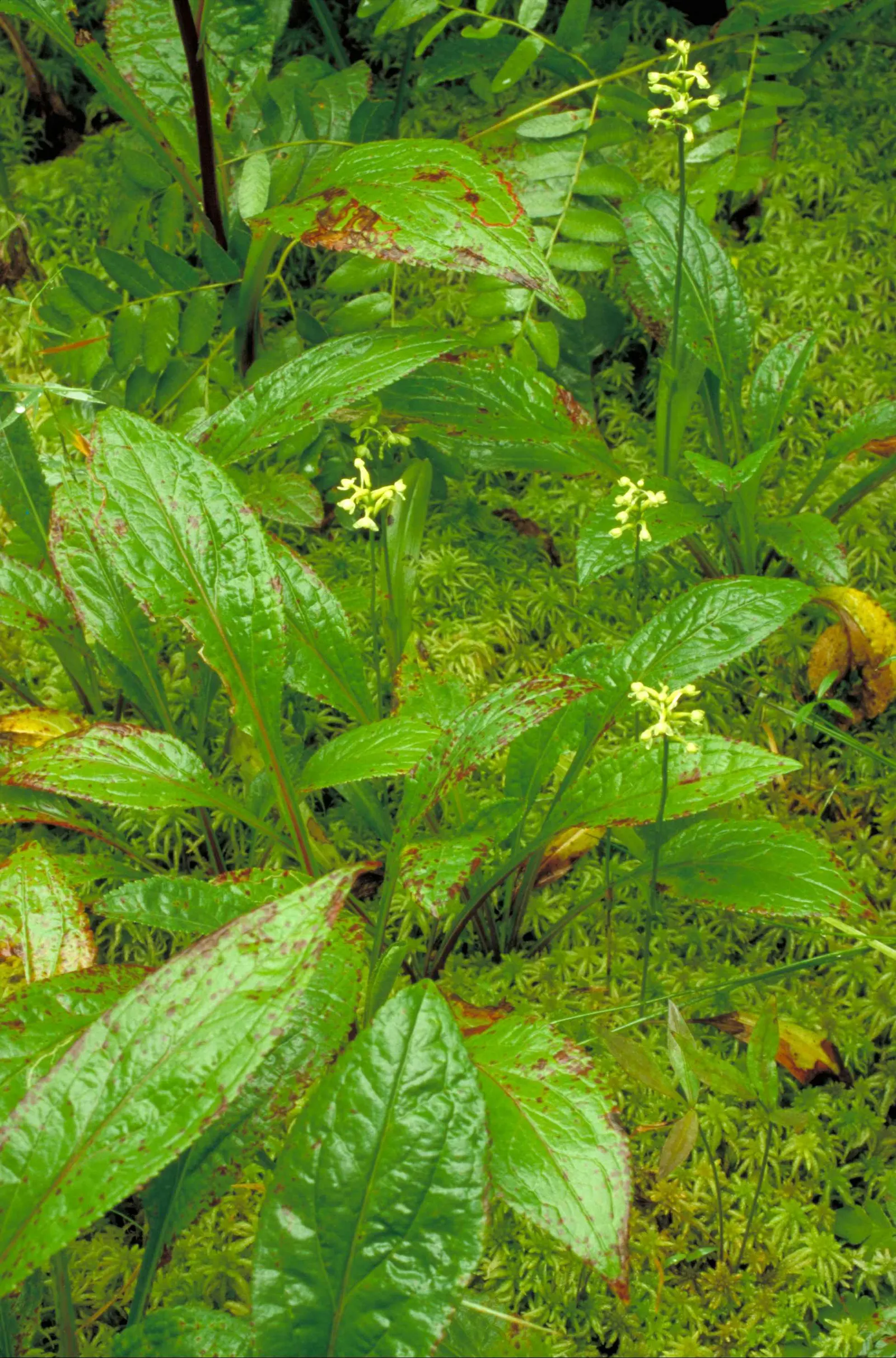 Fringe Flower (Loropetalum Chinense) — Loropetalum chinense requires well-draining soil and full to partial sunlight