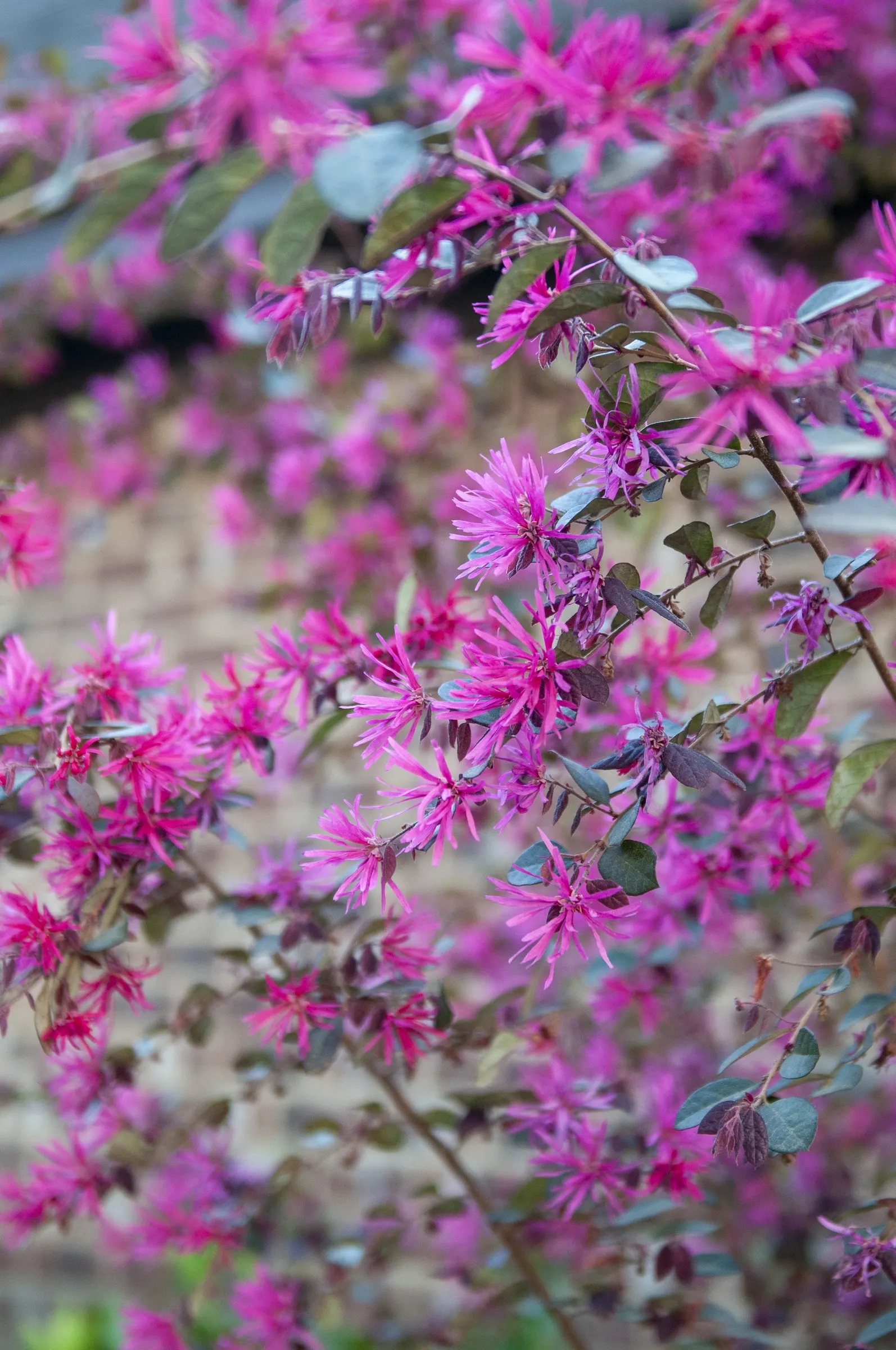 Fringe Flower (Loropetalum Chinense) — mounded form that can reach a mature height of 6 to 10 feet with a similar spread; but acidic to neutral pH, image 58