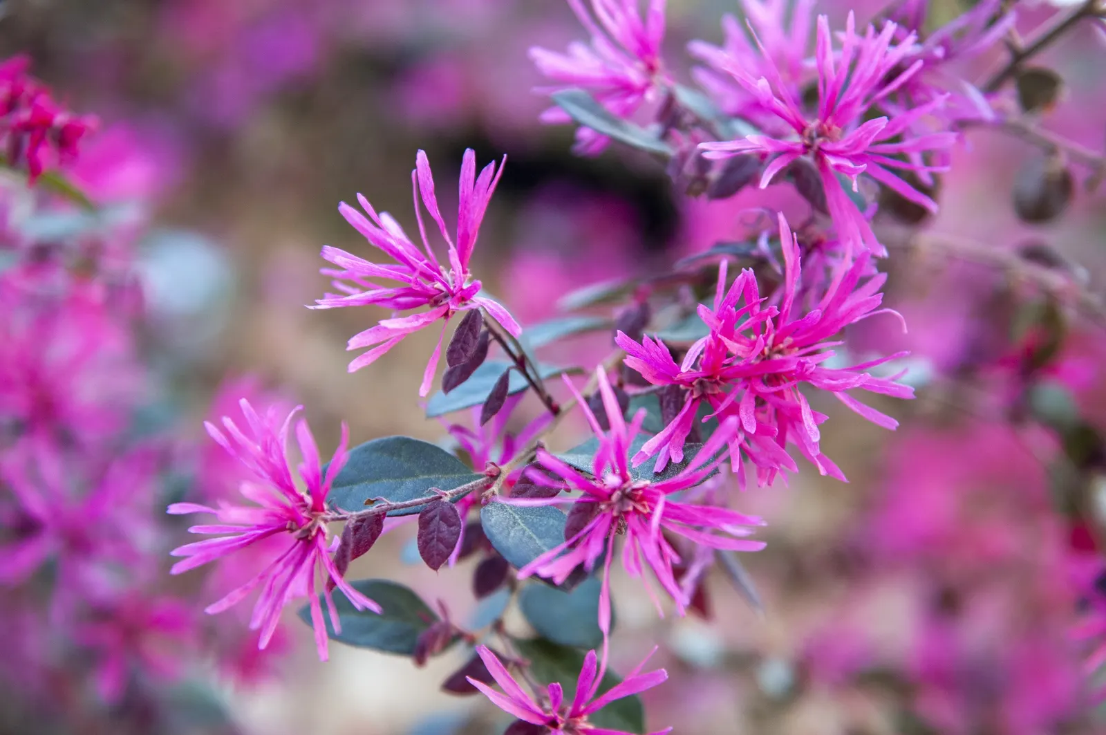 Fringe Flower (Loropetalum Chinense) — ribbon-like blooms which appear in abundance during the spring