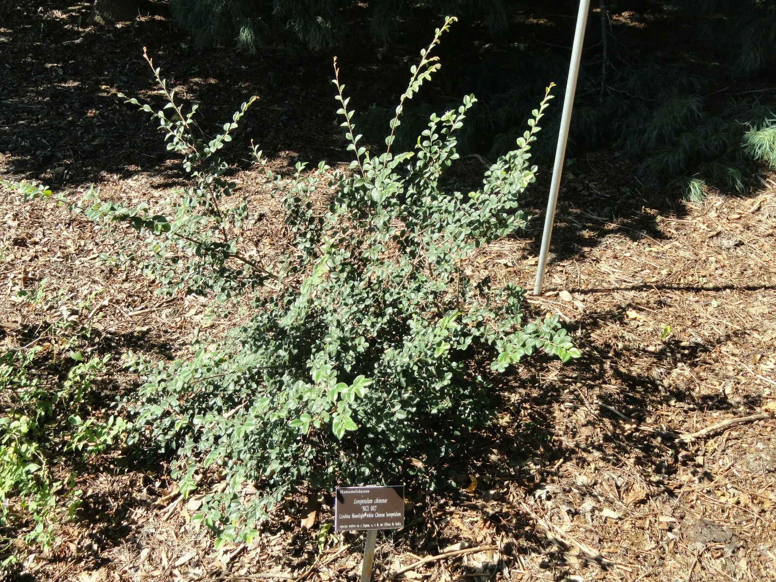 Fringe Flower (Loropetalum Chinense) — Well-suited for a variety of landscape designs; its striking foliage can range from rich green to deep, image 81