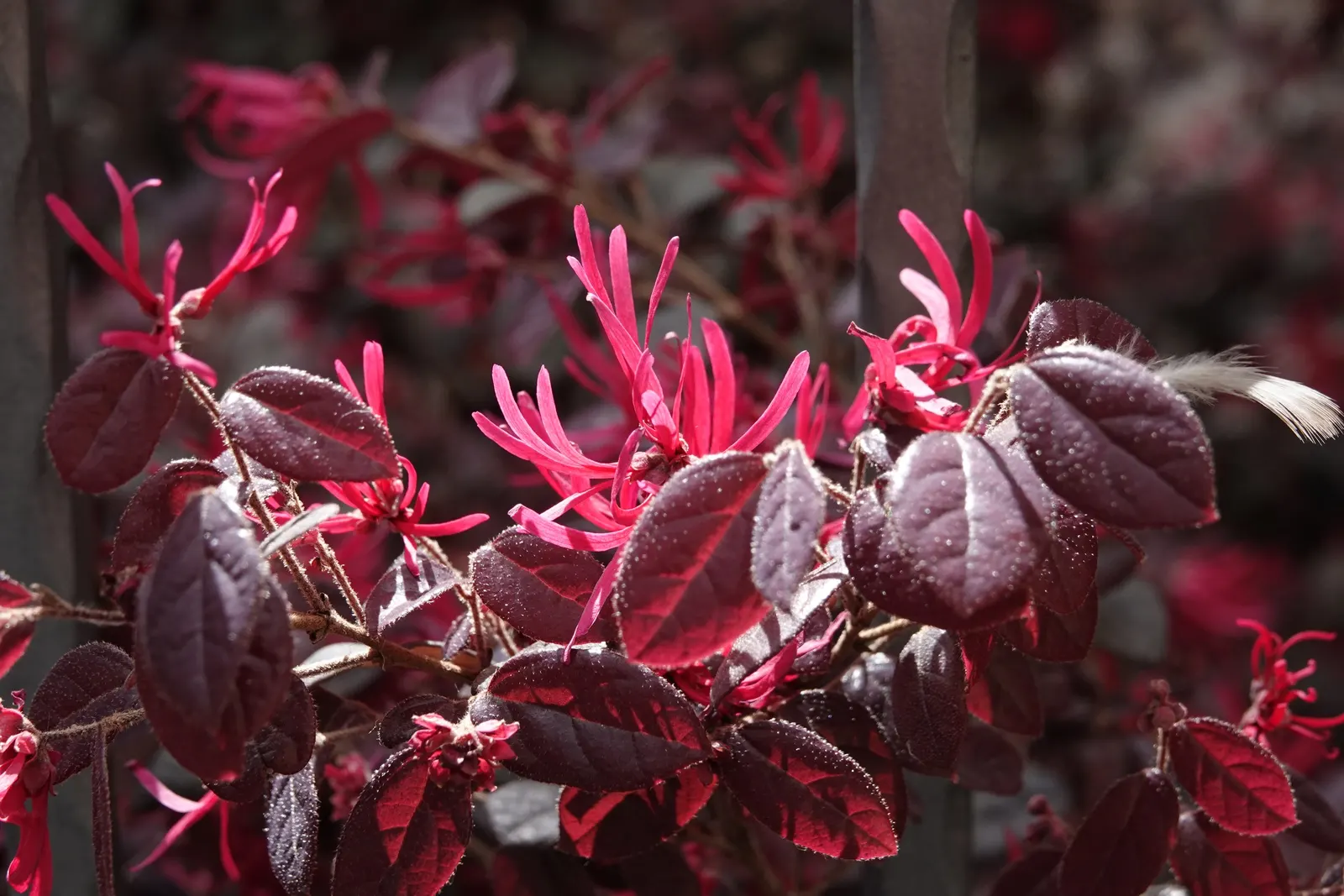Fringe Flower (Loropetalum Chinense) — Preferring USDA Hardiness Zones 7-10, it thrives in full sun to partial shade and well-drained soil
