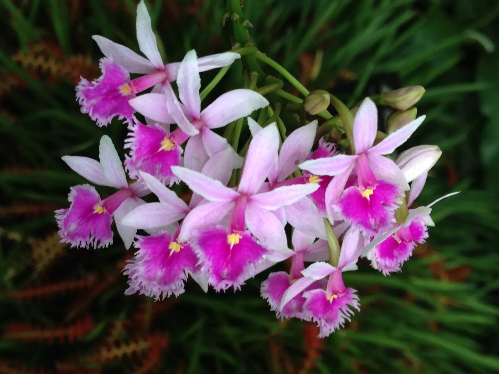 Fringe Flower (Loropetalum Chinense) — but acidic to neutral pH is ideal for vibrant leaf coloration