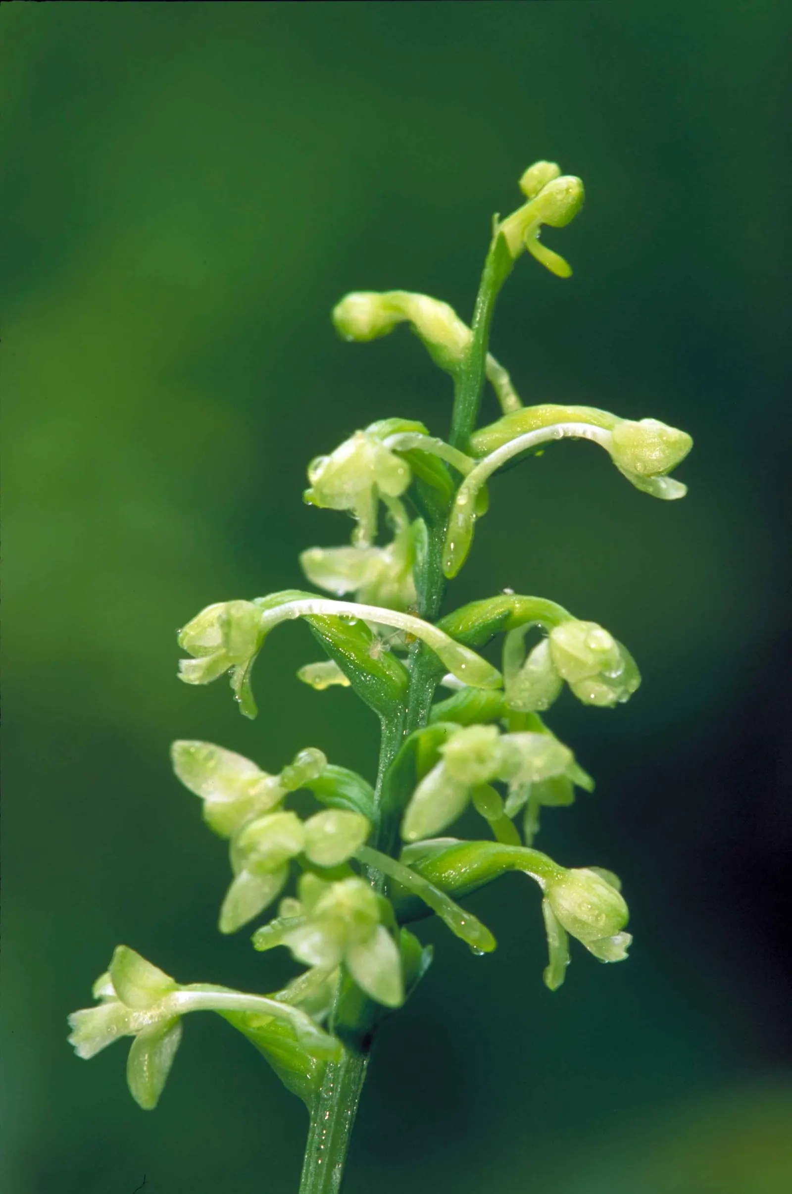 Fringe Flower (Loropetalum Chinense) — ribbon-like blooms which appear in abundance during the spring; shrub with white blooms, image 62