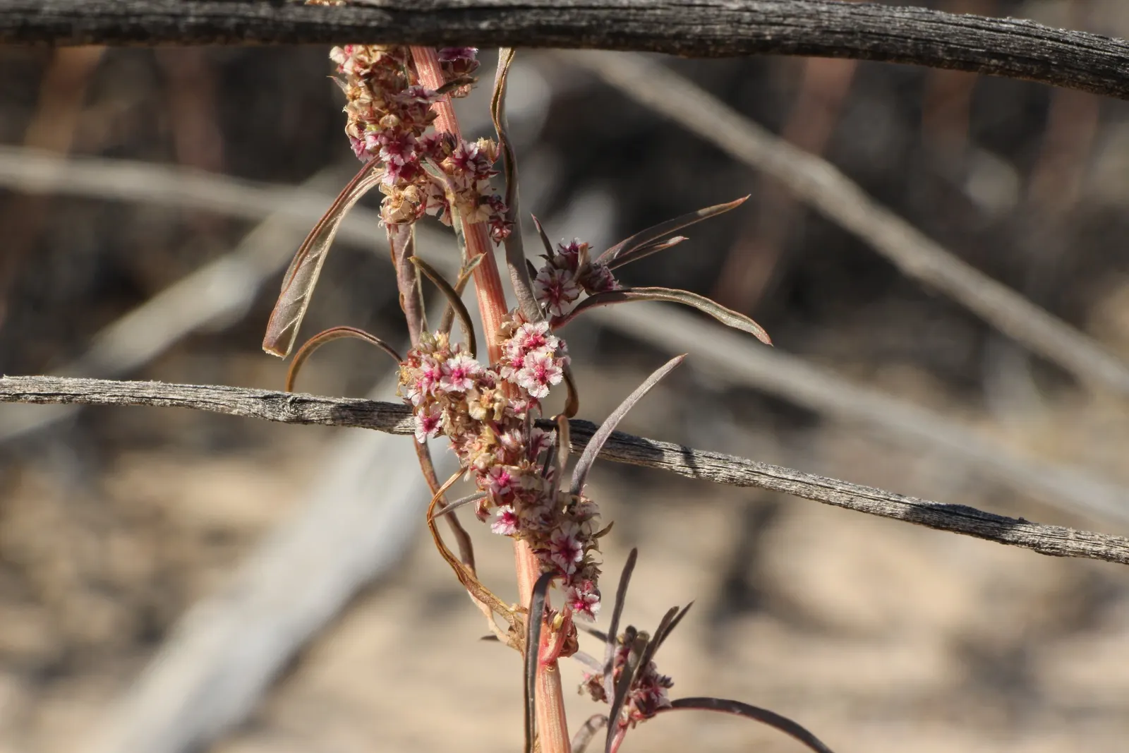 Fringe Flower (Loropetalum Chinense) — The Fringe Flower is an excellent choice for foundation plantings