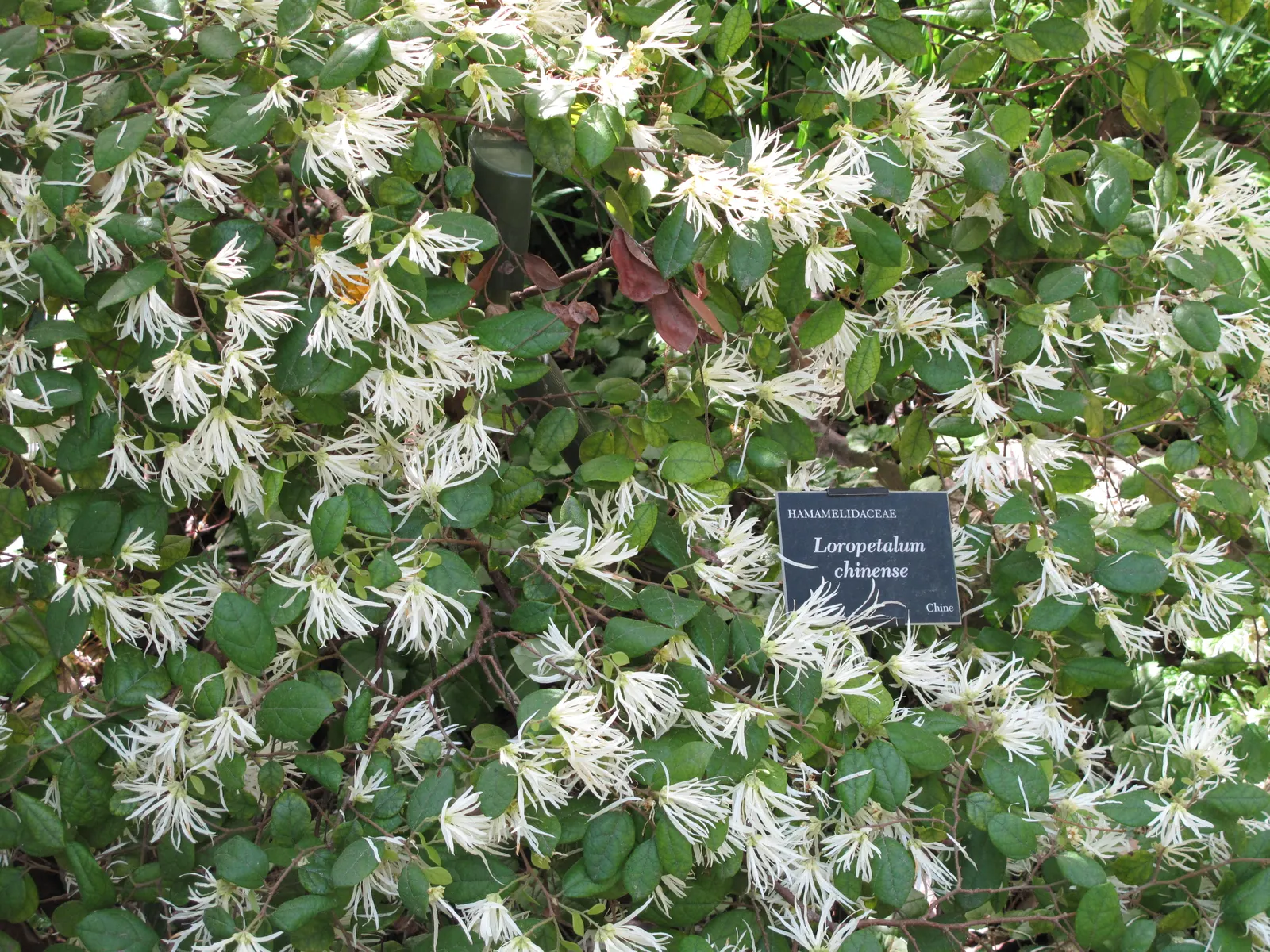 Fringe Flower (Loropetalum Chinense) — with intermittent blooming throughout the summer and fall