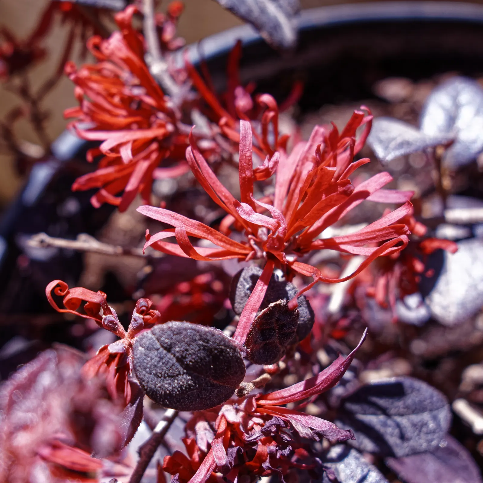 Fringe Flower (Loropetalum Chinense) — or as a stand-alone focal point in a varied garden composition