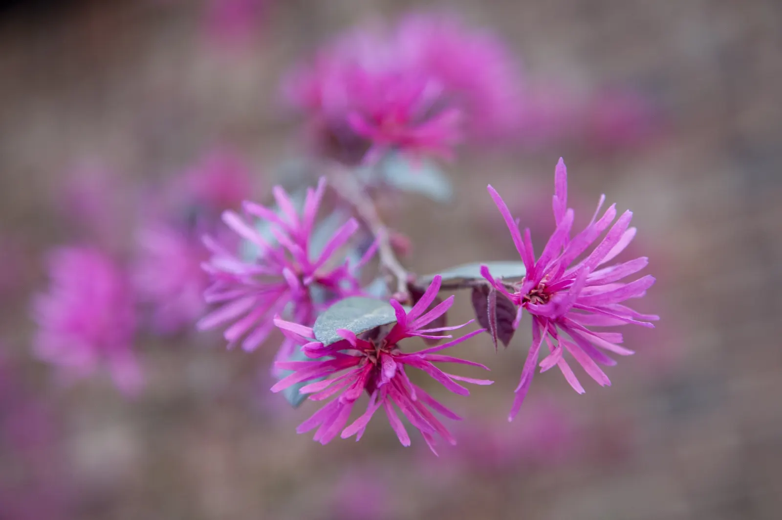 Fringe Flower (Loropetalum Chinense) — The flowers typically exhibit hues of pink, magenta, or white, creating a vibrant contrast against the, image 64