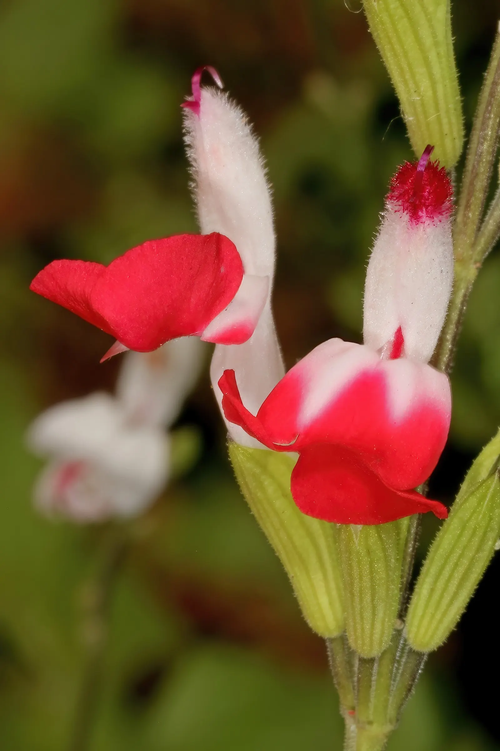 Baby Sage (Salvia Microphylla 'Berzerkeley') — commonly referred to as Baby Sage