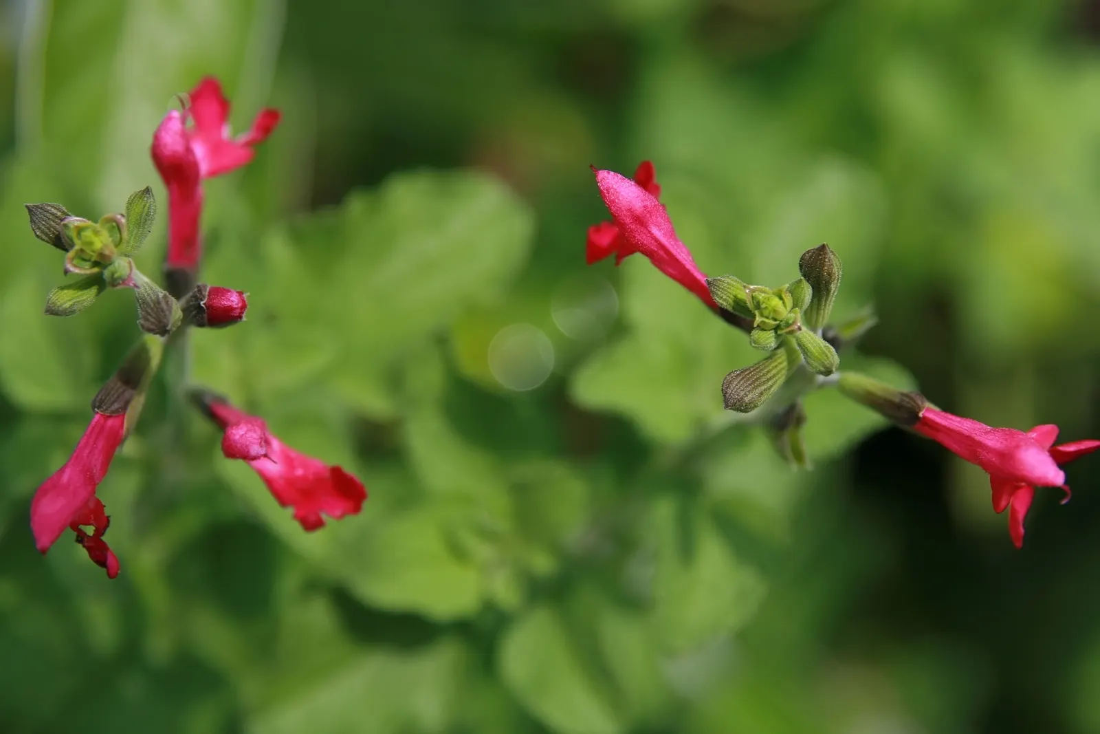 Baby Sage (Salvia Microphylla 'Berzerkeley') — Drought-tolerant once established, it's perfect for low-water landscapes and hummingbird gardens; this cultivar