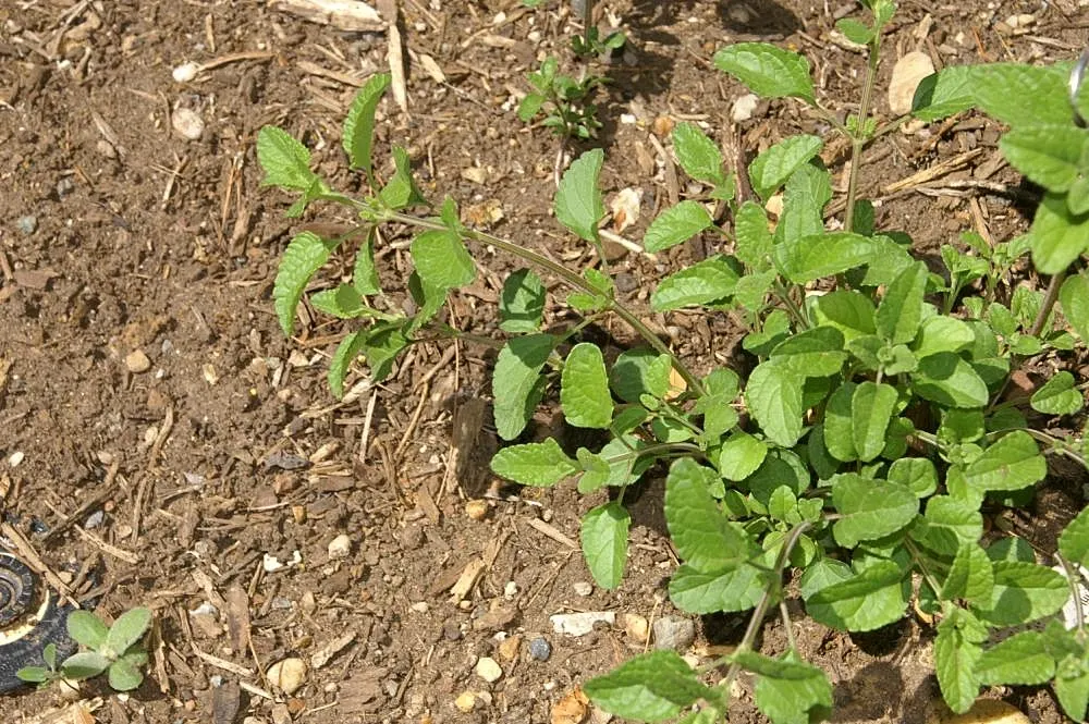 Baby Sage (Salvia Microphylla 'Berzerkeley') — Its compact form also allows it to fit well in smaller garden spaces
