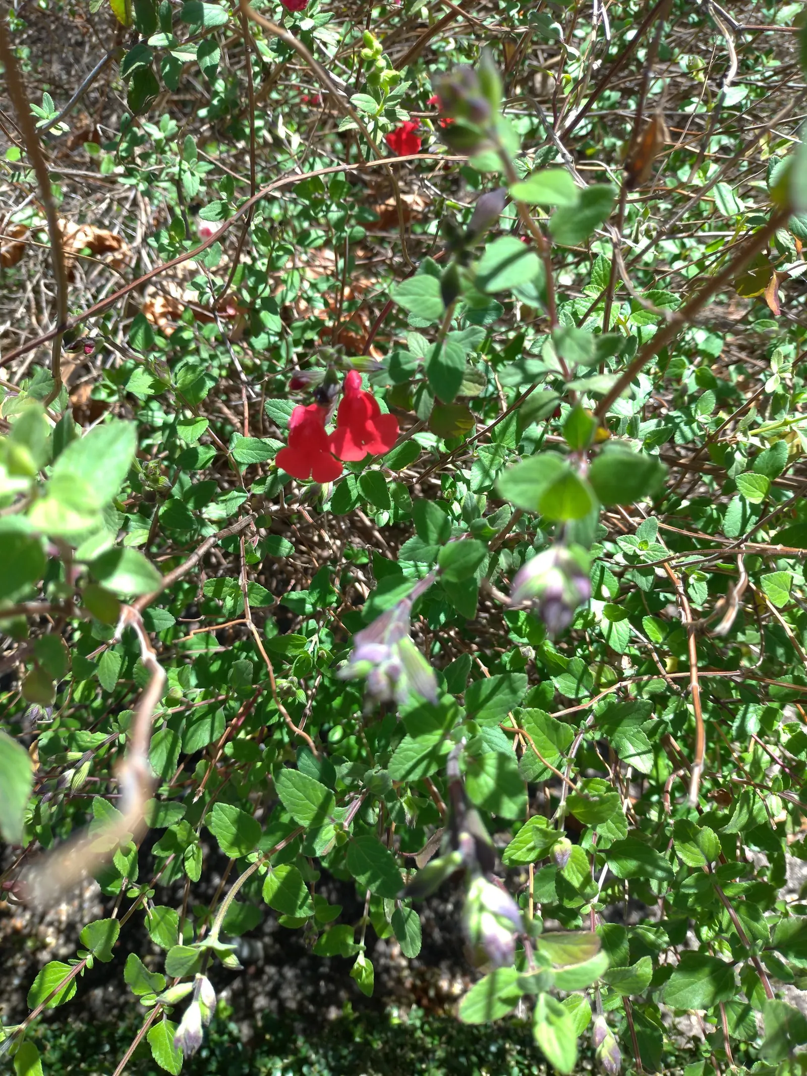 Baby Sage (Salvia Microphylla 'Berzerkeley') — commonly known as Baby Sage
